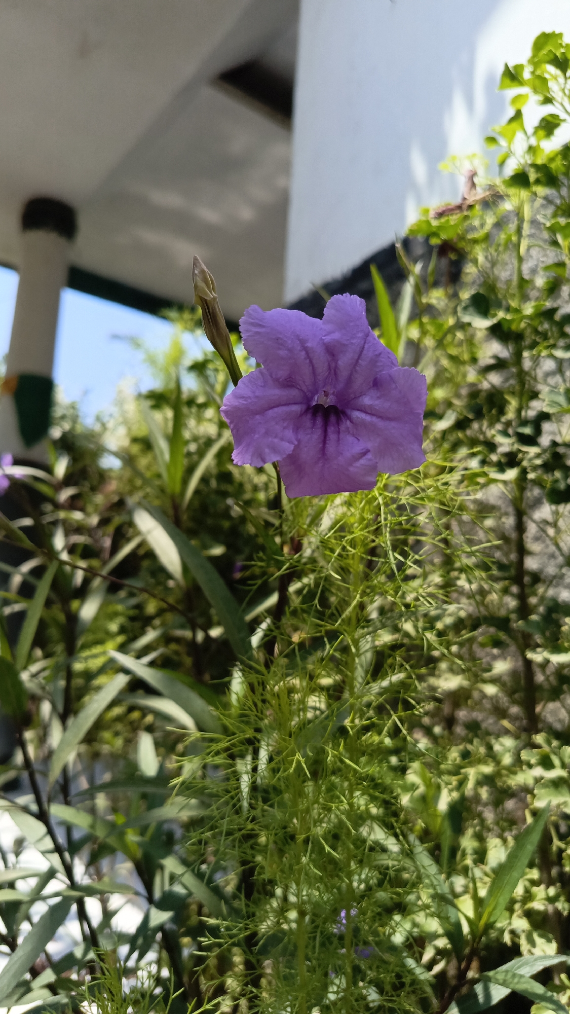 A close-up, eye-level shot focuses on a single purple flower with five petals, its center a darker shade of purple. The flower is in full bloom, with its delicate petals slightly ruffled. To the left of the flower, a tightly closed bud points upwards. The flower and bud are surrounded by lush green foliage, with some leaves appearing feathery and fern-like. In the background, out of focus, a white structure with rounded edges is visible, suggesting an outdoor setting, possibly a building or a patio overhang. The lighting indicates it is daytime, with sunlight casting soft shadows. The scene appears to be in a garden or a natural environment. The image was taken in Kebumen, Indonesia.