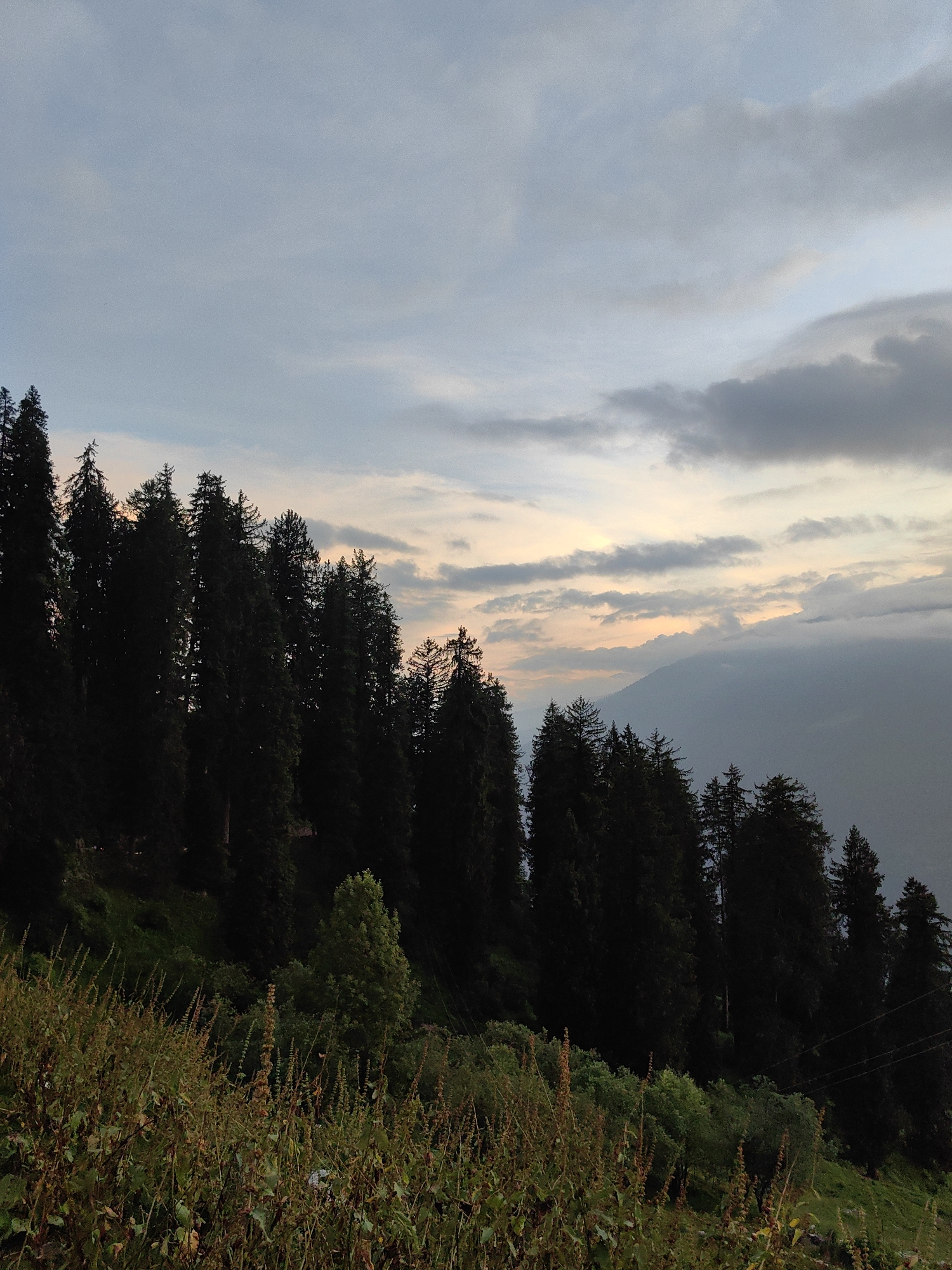 This is a landscape photograph taken in Aleo, India, depicting a dense forest of tall coniferous trees silhouetted against a dramatic twilight sky. The trees dominate the left and center of the frame, their dark green foliage creating a stark contrast with the softer hues of the sky. Wispy clouds, tinged with pale orange and pink from the setting sun, stretch across the horizon. In the background, a mountain range is visible, partially obscured by mist or clouds. The foreground features a grassy slope with dry grasses and some scattered green bushes. The overall impression is one of serene natural beauty, with the fading light casting a tranquil atmosphere over the scene. There are no people or animals visible in the image. The image appears to have been taken from a slightly elevated position, looking across a valley towards the distant mountains.