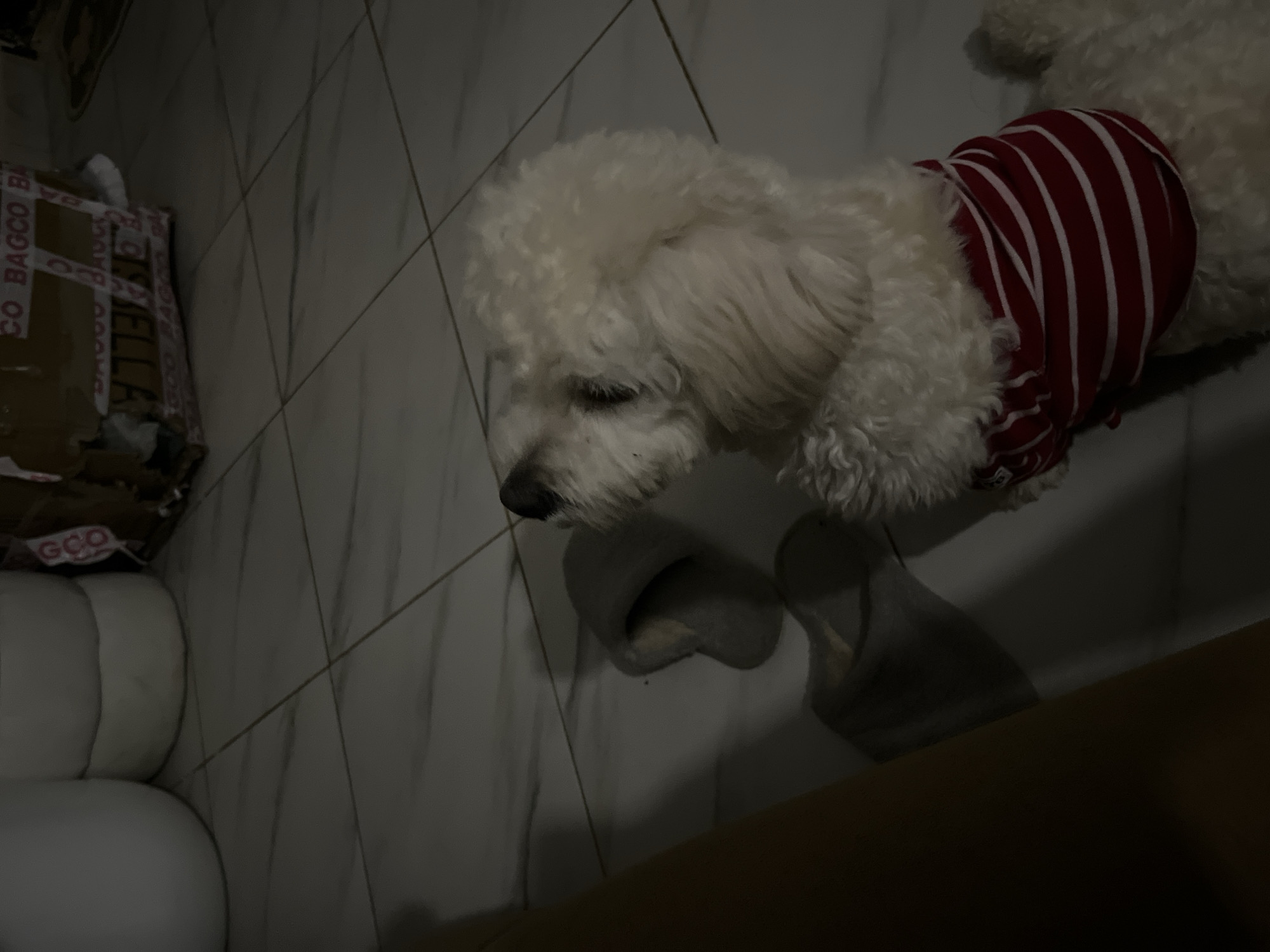 A white poodle wearing a red and white striped shirt is sitting on a tiled floor. To the left of the poodle, there are two gray slippers. In the background, there is a cardboard box with text that appears to say "BAGCO". The overall scene is dimly lit and appears to be indoors, possibly in a residential setting in Abuja, Nigeria.