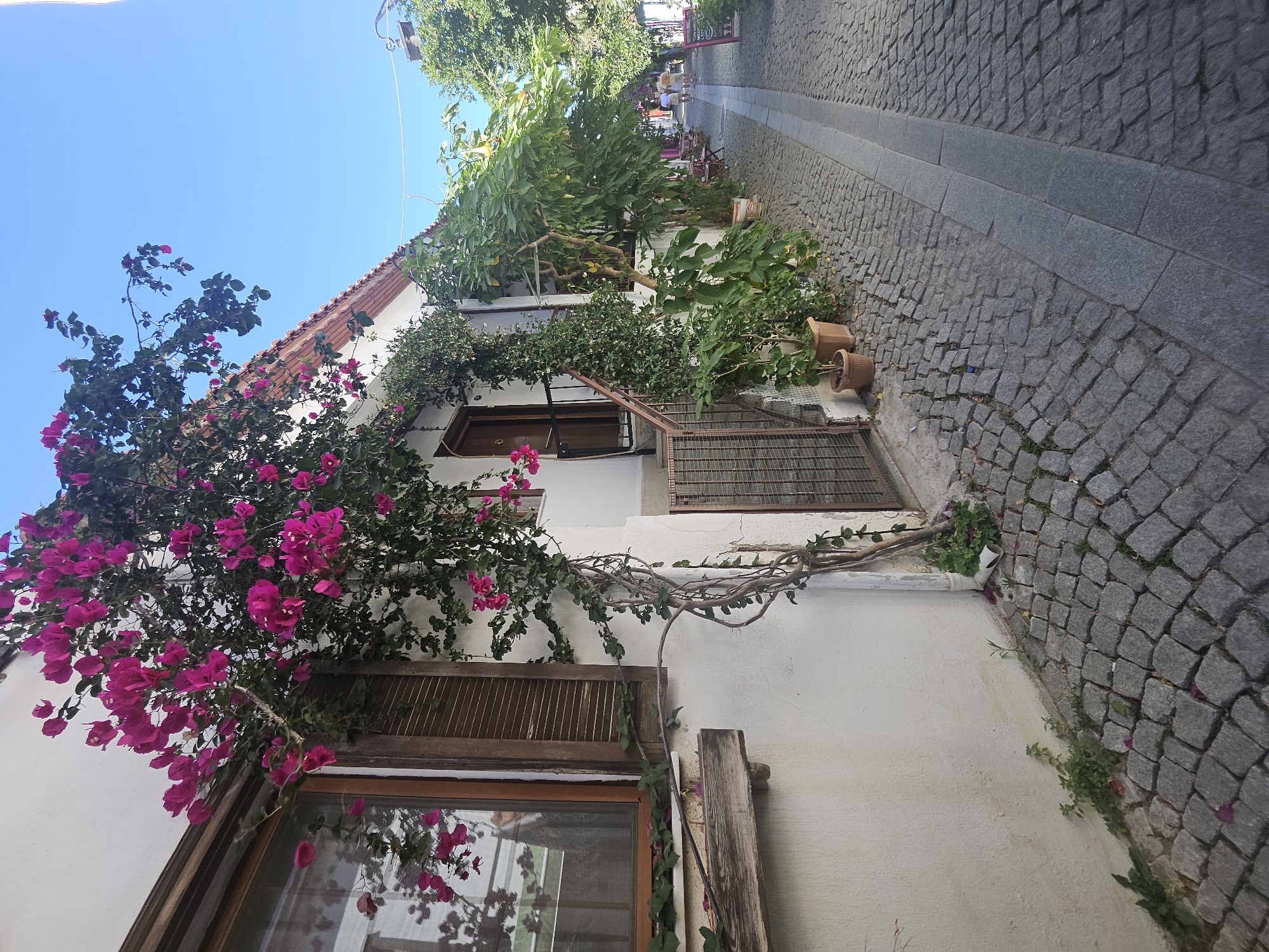 An exterior, eye-level, wide-angle shot captures a narrow cobblestone street in Seferihisar, Turkey, lined with buildings adorned with vibrant pink bougainvillea. The image focuses on a whitewashed building with dark brown wooden shutters on a window and a rustic wooden planter box below it. A thick vine with bright pink flowers climbs the wall next to the window, reaching towards the eaves. To the right of the window, a brown wooden door is set into the wall, accessed by a small set of stairs with a dark metal railing. More greenery, including potted plants and larger trees, extends down the street, casting shadows on the cobblestone pavement. The sky above is a clear, bright blue. The street appears quiet, with a few distant figures visible further down the lane, suggesting a peaceful, daytime scene in a historic district.