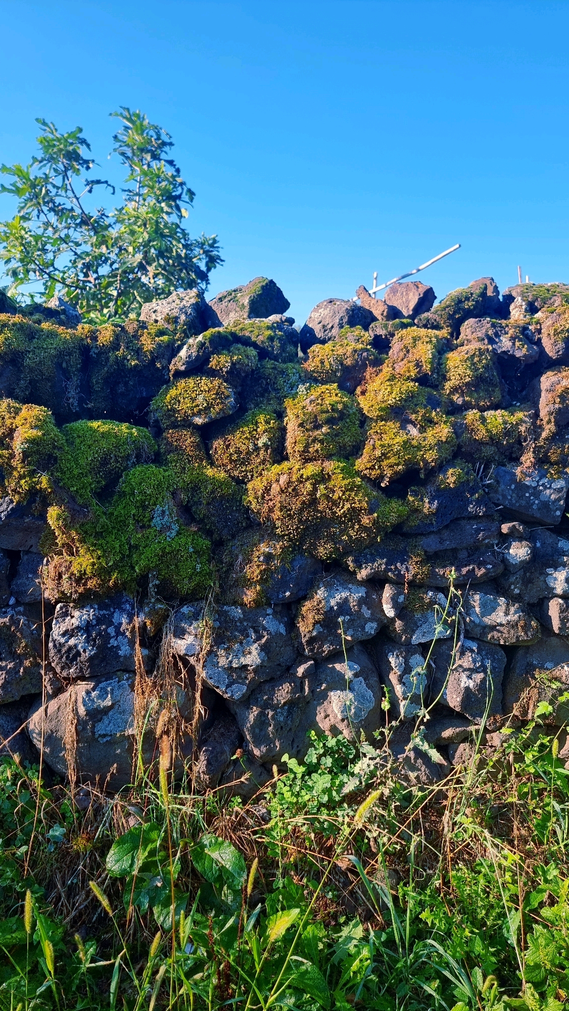 A stone wall, partially covered in moss and lichen, stands against a clear blue sky. The wall is constructed from irregularly shaped dark gray stones, varying in size. Lush green moss, with patches of yellow and brown, grows in clumps on the upper sections of the wall, creating a textured and organic appearance. Below the moss-covered stones, the lower part of the wall shows more exposed stone, some with lighter gray or whitish lichen. At the base of the wall, a dense growth of green vegetation, including grass, clover, and other small plants, thrives. Some dry grass stalks are also visible. In the upper left corner, a portion of a leafy green tree is visible against the sky. In the upper right section of the wall, there are a few objects protruding from the top, including what appears to be a white pole or stick. The scene is lit by sunlight, casting shadows and highlighting the textures of the stones and vegetation. This image depicts a section of a rural landscape, likely in Sant Joan les Fonts, Spain, characterized by its natural stone construction and abundant greenery.