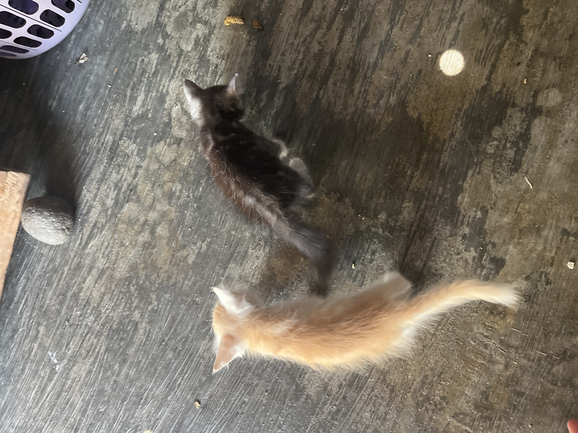 Two kittens, one light orange and fluffy, the other dark with white patches, are on a concrete floor. The orange kitten is facing away from the camera, its tail raised. The darker kitten is facing away from the camera and slightly to the right, looking down at something on the floor. A small, brownish object, possibly cat food, is near the darker kitten. In the background, a gray, round object rests on a wooden plank. To the far right, a white, circular object with holes is partially visible. The concrete floor appears worn and has streaks of lighter and darker gray. The scene is illuminated by overhead lighting, casting shadows and a bright circular reflection on the floor. The location is described as Bumi Mulyo, Indonesia, suggesting an outdoor or semi-outdoor setting like a patio or alleyway.