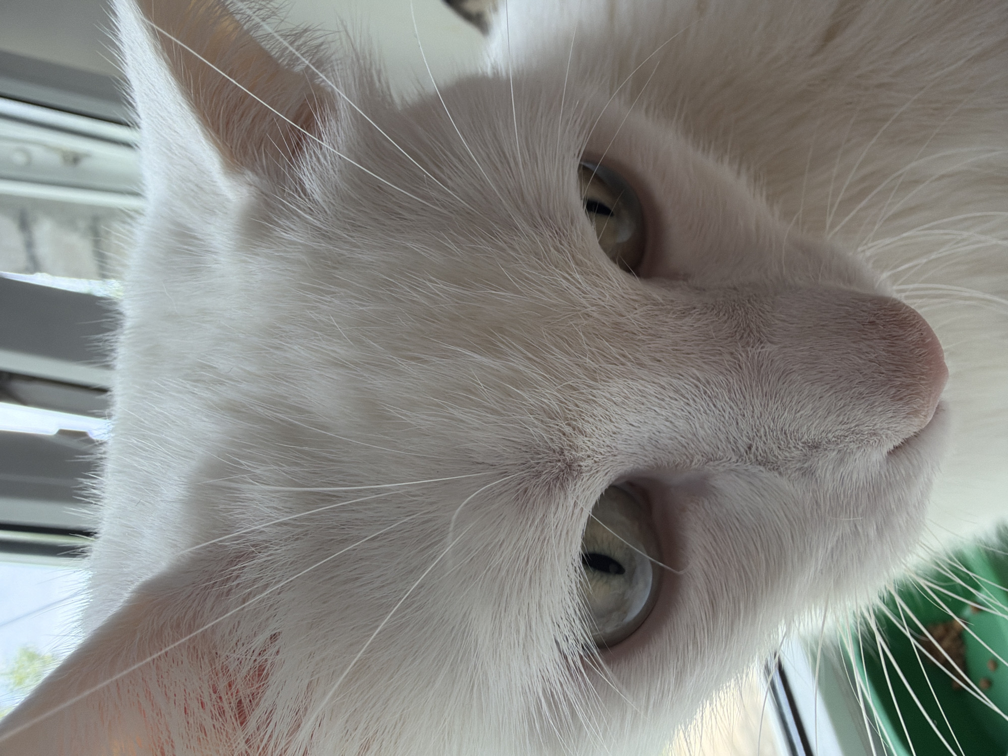 Close-up image of a white cat with light-colored eyes and a pink nose. The cat is positioned near a window with blinds. The location is not discernible from the image, and there's no indication of it being Tokkari, Russia.