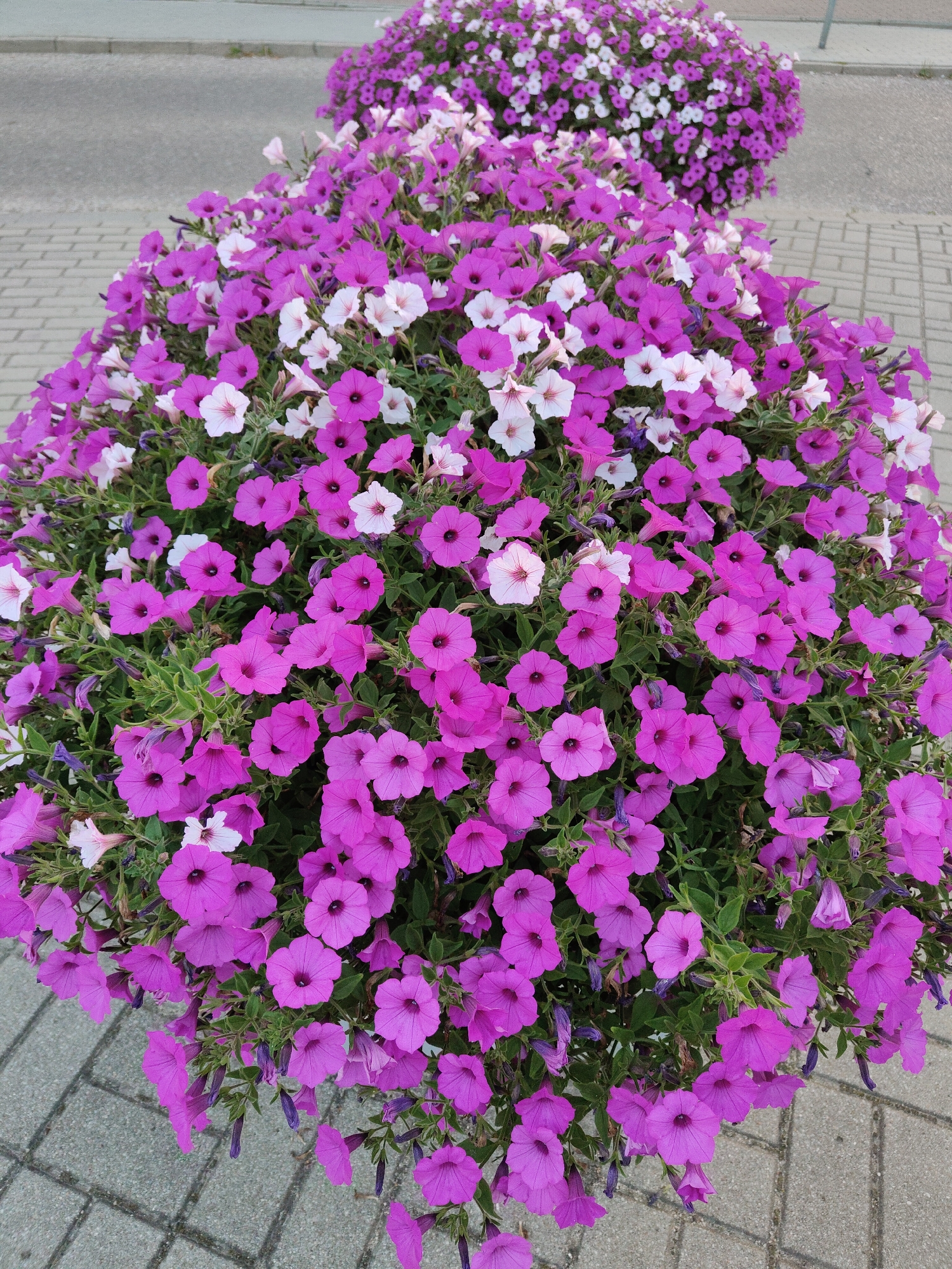 A close-up, eye-level, medium shot captures a dense, overflowing planter filled with vibrant pink and white petunias. The planter, situated on a textured gray paved surface, is teeming with flowers, some of which cascade over the edges. The paving stones are laid in a regular, repeating pattern, with visible grout lines. In the background, another similar planter, also packed with purple and white petunias, is visible, along with a gray asphalt road and a hint of a curb. The scene appears to be an outdoor public space, possibly a park or a city street, in Rumia, Poland. No people are present in the frame.