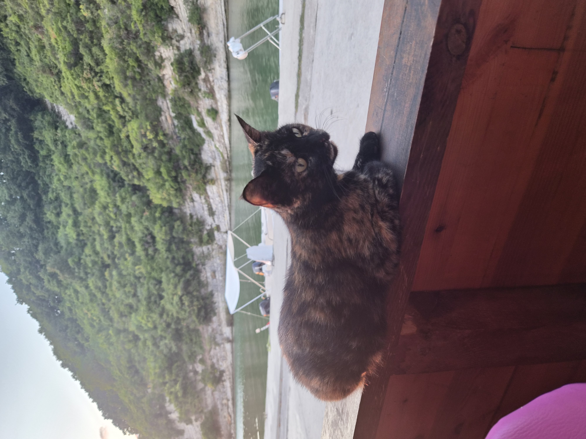A tortoiseshell cat rests on a wooden railing in the foreground, facing right with its mouth slightly open. Behind the cat, a body of water is visible, with boats and a white canopy structure on the shore. A steep, tree-covered hill rises in the background under a pale sky. The location is implied to be Şile, Turkey.