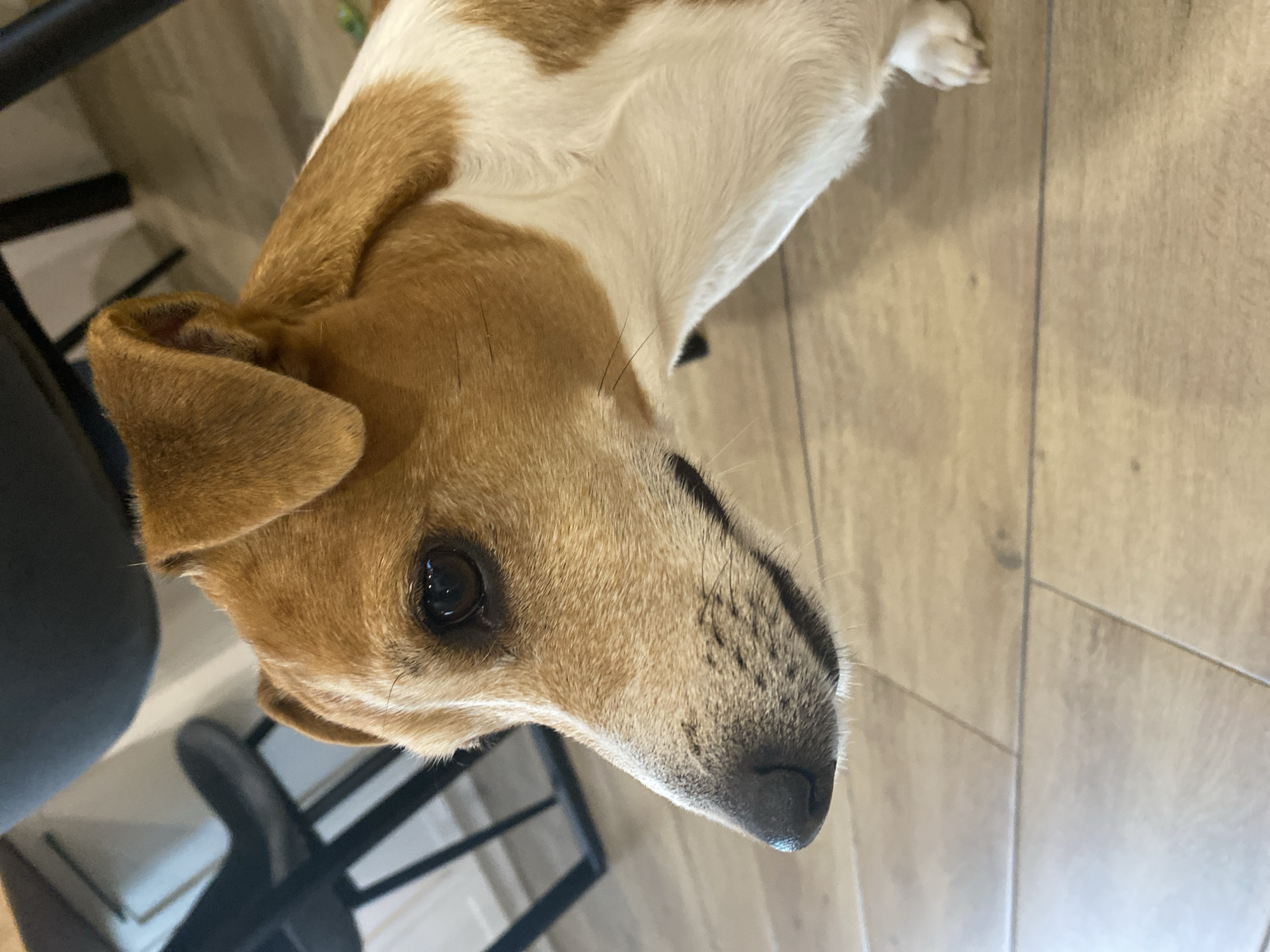 A close-up, angled shot depicts a dog's head and partial body. The dog has brown and white fur. The nose is close to the bottom of the frame, angled slightly to the right. The background includes a light brown, wood-look floor and a black chair. The image does not include enough information to determine a location in Chaikovsky, Russia, or to identify specific actions or interactions.