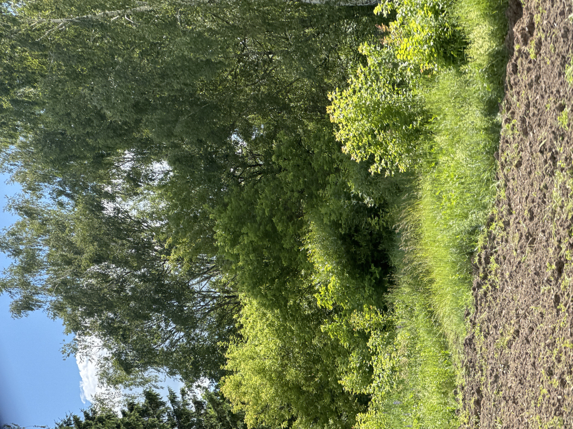 The image depicts a rural landscape with a plowed field in the foreground. Beyond the field, there is a lush green meadow with tall grass and various trees. The trees range in species, including coniferous trees and deciduous trees with vibrant green foliage, some with white bark characteristic of birch trees. The sky above is blue with scattered white clouds. The overall scene is serene and natural, suggesting a location in the countryside, possibly the Роўкавіцкі сельскі Савет area in Belarus. There are no people or animals visible in the image.