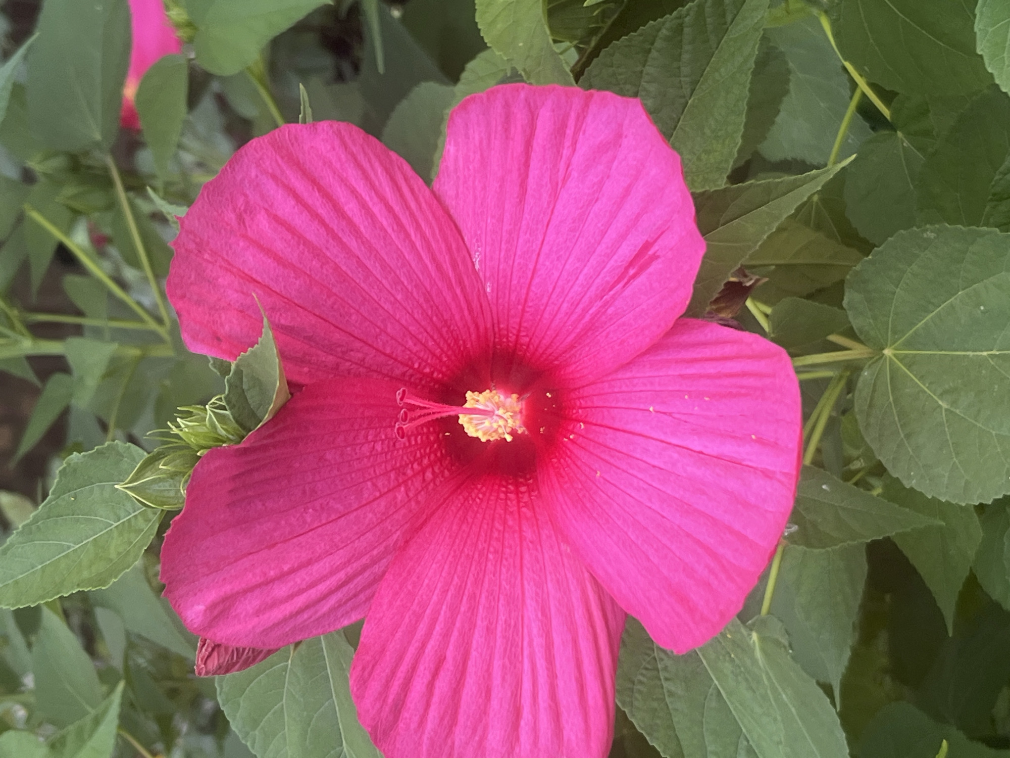 A close-up, eye-level, vertical shot focuses on a vibrant pink hibiscus flower blooming amidst lush green foliage. The flower, with its five large, crinkled petals, dominates the frame, its center a bright yellow and pink stamen. A few unopened buds and green leaves surround the bloom. The scene is likely in a garden or park, possibly in Dnipro, Ukraine, given the context, though the specific urban location is not visually identifiable.
