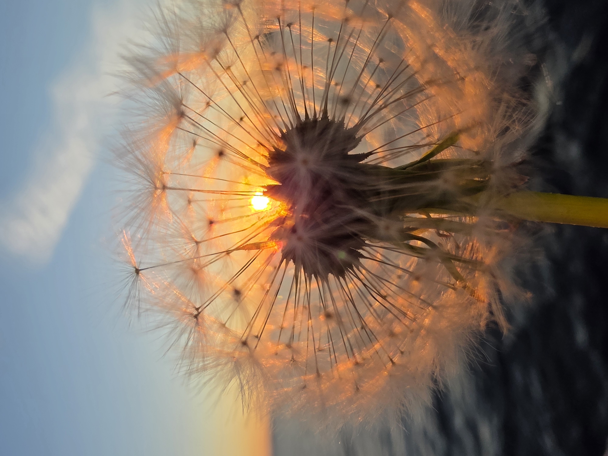 A close-up, vertical shot features a dandelion seed head backlit by a sunset. The sun, a bright orange orb, is partially obscured by the center of the dandelion, casting a warm glow through its delicate seeds. The sky transitions from a pale blue at the top to a soft orange near the horizon. Below the dandelion, a dark, rippling body of water, possibly the Kama River, is visible, suggesting a location in Chaikovsky, Russia, known for its proximity to the river and its picturesque sunsets. The overall impression is one of serene beauty and the ephemeral nature of light and life.