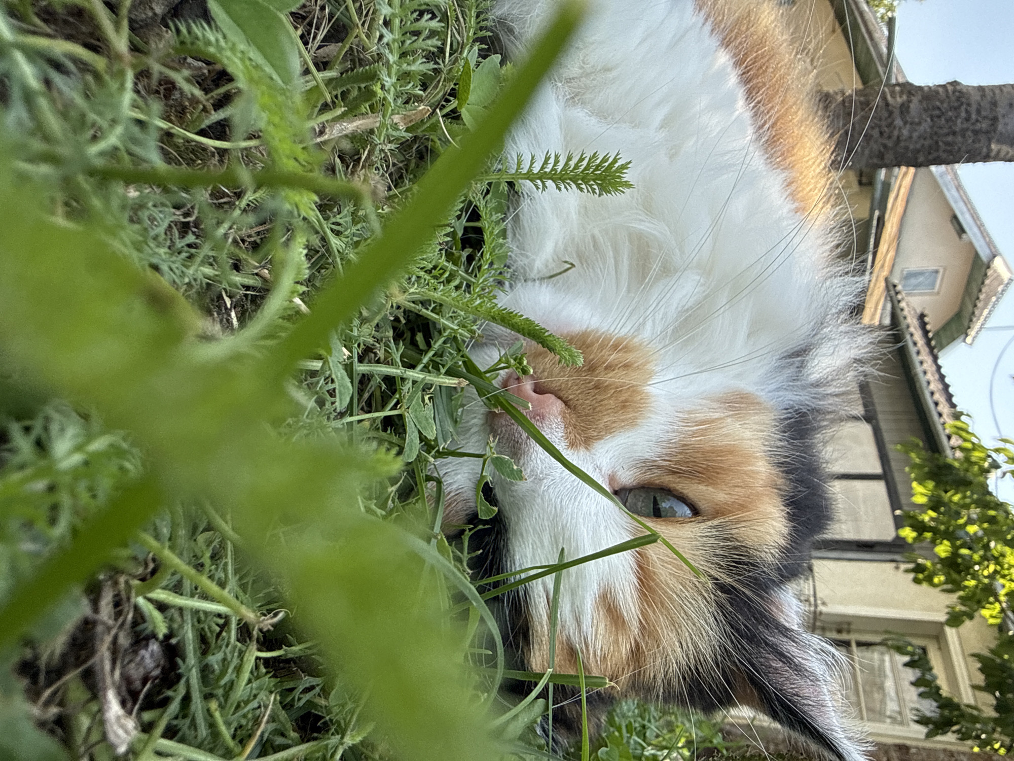 A calico cat is lying in the grass, with its head turned to the side and its eye looking at the camera. The cat's fur is a mix of white, orange, and black. The cat's nose is pink, and its whiskers are long and white. The cat is in focus, and the background is slightly blurred. The background appears to be a backyard with a house and some trees. The lighting is natural, suggesting it is daytime.