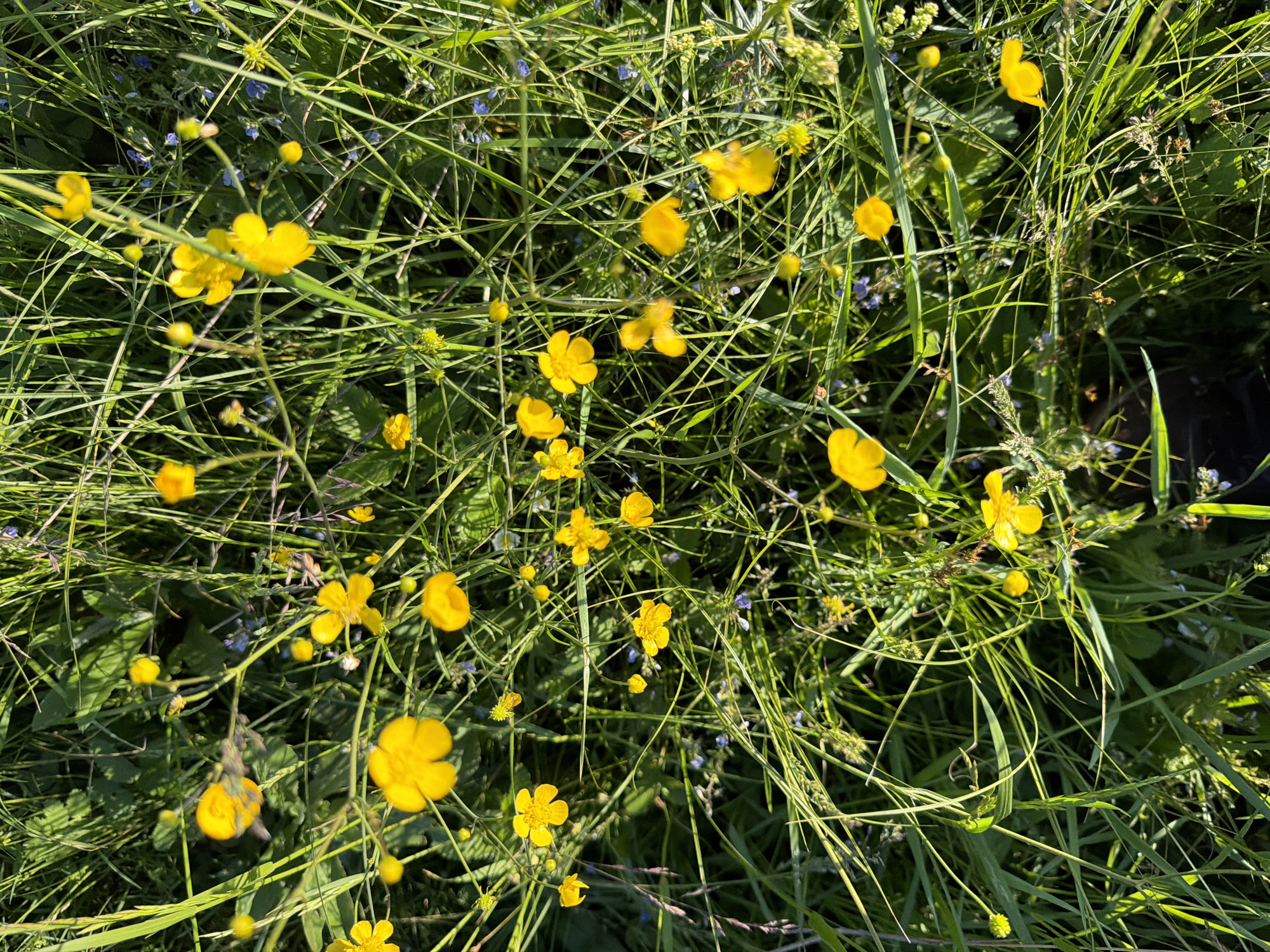 The image offers a vibrant, high-angle close-up view of a dense patch of wildflowers and grass, bathed in bright sunlight. The primary subjects are numerous small, brilliant yellow flowers, characteristic of buttercups (*Ranunculus* species), which are scattered abundantly across the frame in various stages of bloom, from open blossoms to tight buds. Their glossy petals reflect the strong sunlight, creating luminous highlights.
Interspersed among the yellow flowers and the lush, verdant blades of grass are smaller, delicate blue flowers, adding a subtle contrast to the dominant yellow and green. The grass itself is varied, with individual blades crossing and overlapping, contributing to the depth and natural texture of the scene. The intense illumination suggests a clear, sunny day, with pronounced shadows cast by the foliage, indicating direct sunlight, likely during the morning or late afternoon.
The scene captures a natural, undisturbed environment, possibly a meadow, field, or wild garden area. There are no human subjects, man-made objects, or specific activities taking place; it is a snapshot of natural growth. The overall impression is one of untamed beauty and natural abundance, typical of a rural or wild landscape. This specific scene is located in Olkhovka, Russia. No visible text is present in the media.