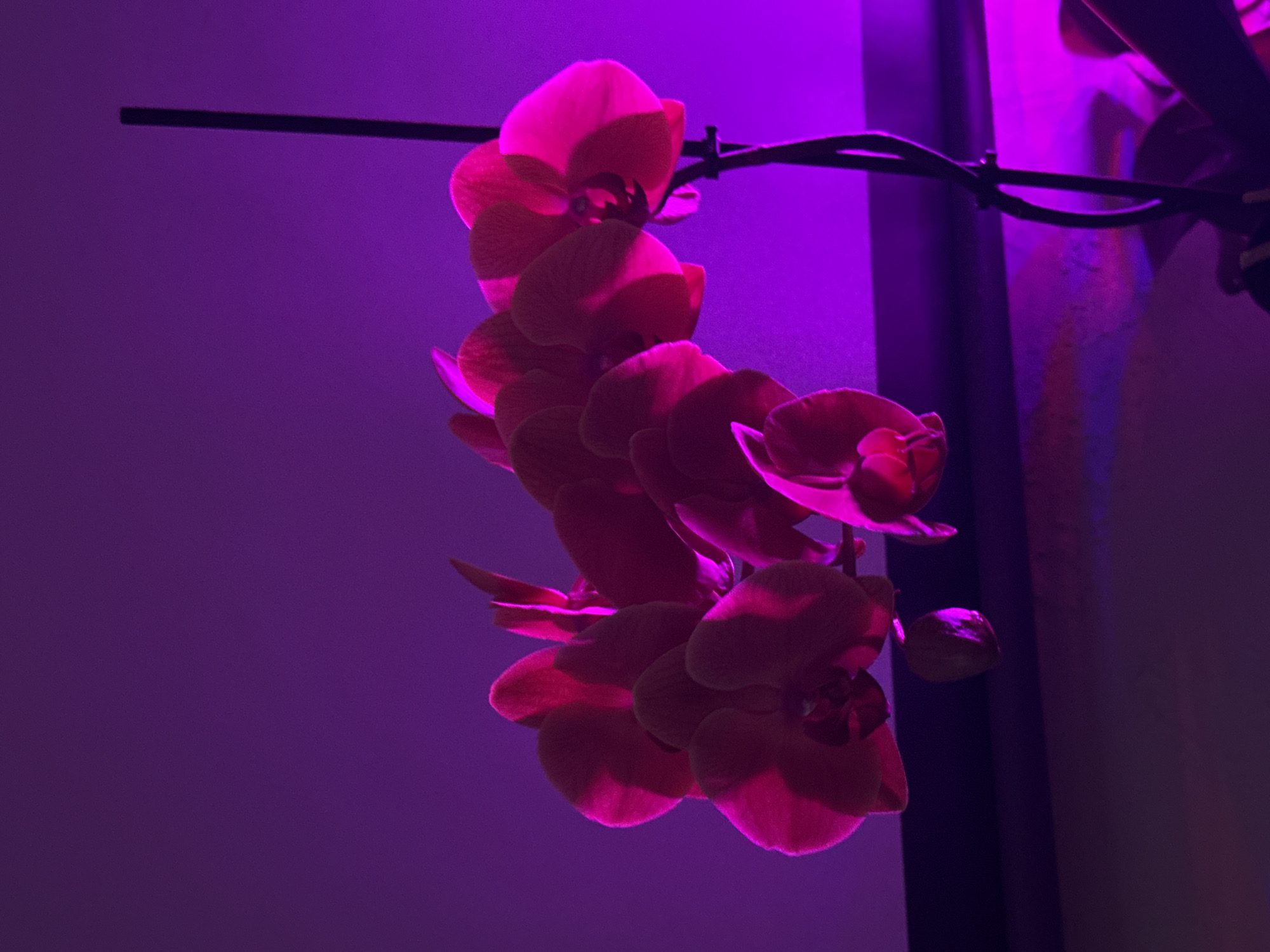 The image depicts a cascade of pink orchid blossoms illuminated by a purplish light. The flowers are attached to a dark, thin stem and support structure. The background is a solid purple hue, suggesting the presence of a light source of that color. The photograph appears to be taken indoors. There is no indication or information in the image to suggest its location is Rostov-on-Don, Russia.