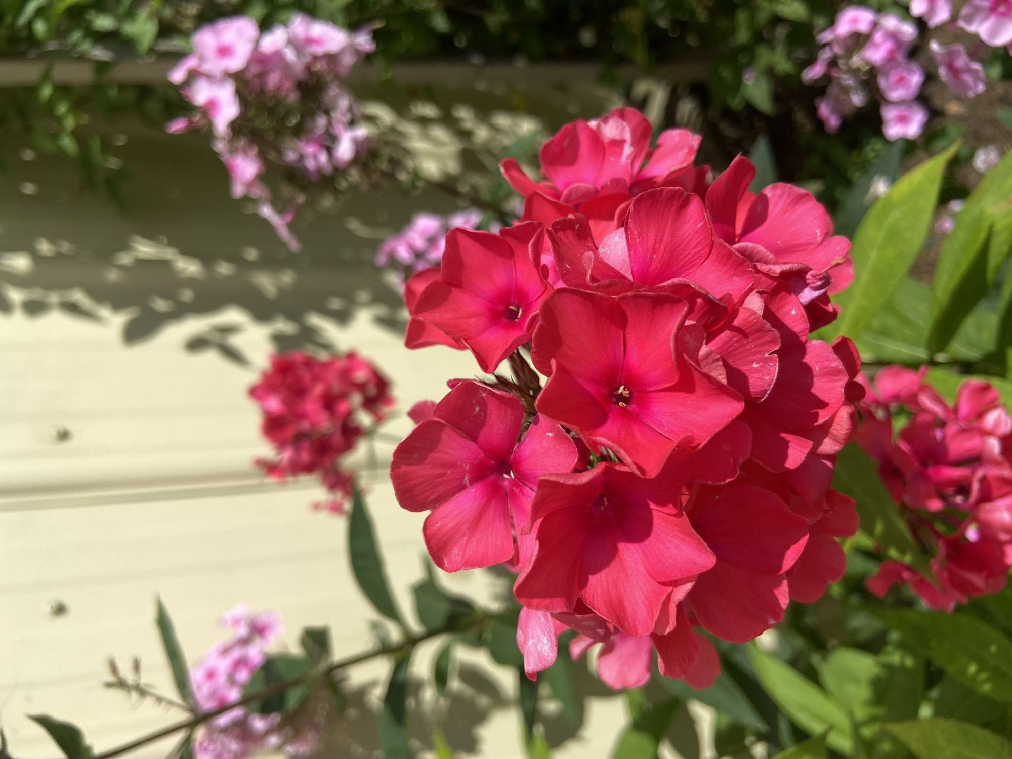 In the foreground, a cluster of vibrant pink phlox flowers is in sharp focus, with individual petals displaying a rich, saturated hue. The flowers are arranged in a dense, rounded inflorescence, with sunlight illuminating their delicate surfaces. Behind these prominent blooms, the background is softly blurred, showing a light-colored wall or fence with dappled shadows cast by leaves. Further back, more pink phlox flowers and lush green foliage are visible, contributing to a garden setting. The overall impression is that of a sunny day in a garden, likely a residential area in Зимородок Днп, Russia, where these flowers are in full bloom.