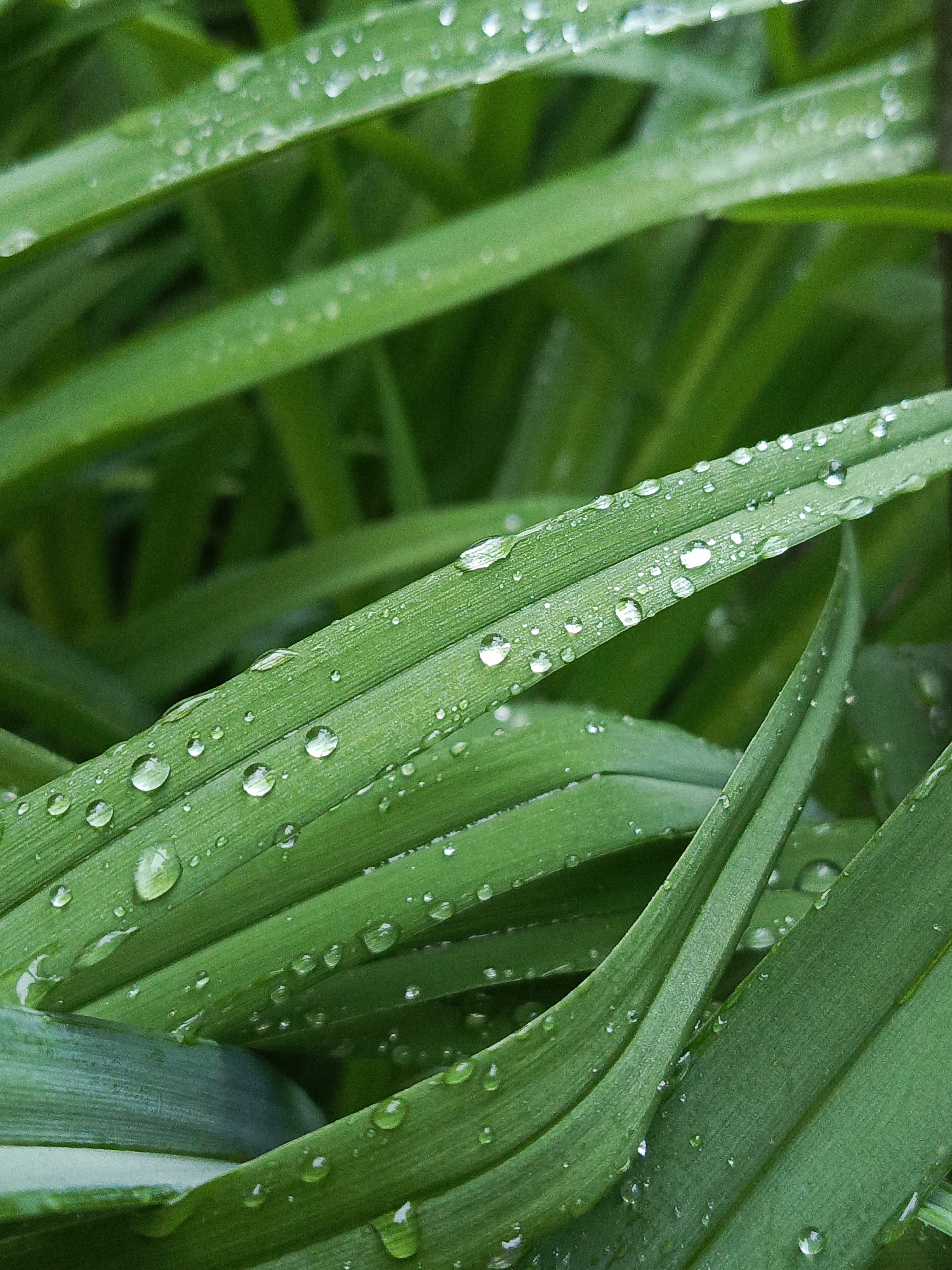 A close-up, high-angle shot captures vibrant green plant leaves covered in numerous clear water droplets. The leaves are long and blade-like, with parallel veins visible on their surface, characteristic of plants like grass or chives. Many individual water droplets of varying sizes cling to the leaves, reflecting light and creating bright, sparkling highlights. Some droplets are perfectly spherical, while others appear slightly flattened or elongated.
The foreground leaves are sharply in focus, showcasing the texture of the leaves and the pristine nature of the water beads. The background consists of blurred green foliage, creating a soft, natural depth of field that emphasizes the sharpness of the subjects closer to the lens. The color palette is dominated by rich, verdant greens, with the translucent water droplets adding splashes of white and silver.
The presence of the water droplets indicates recent precipitation, such as rain or heavy dew, suggesting a fresh, natural moment, possibly in the morning. The image evokes a sense of natural beauty and tranquility. No people, animals, or man-made objects are visible, and there is no discernible text. The scene is set outdoors in Chaikovsky, Russia.