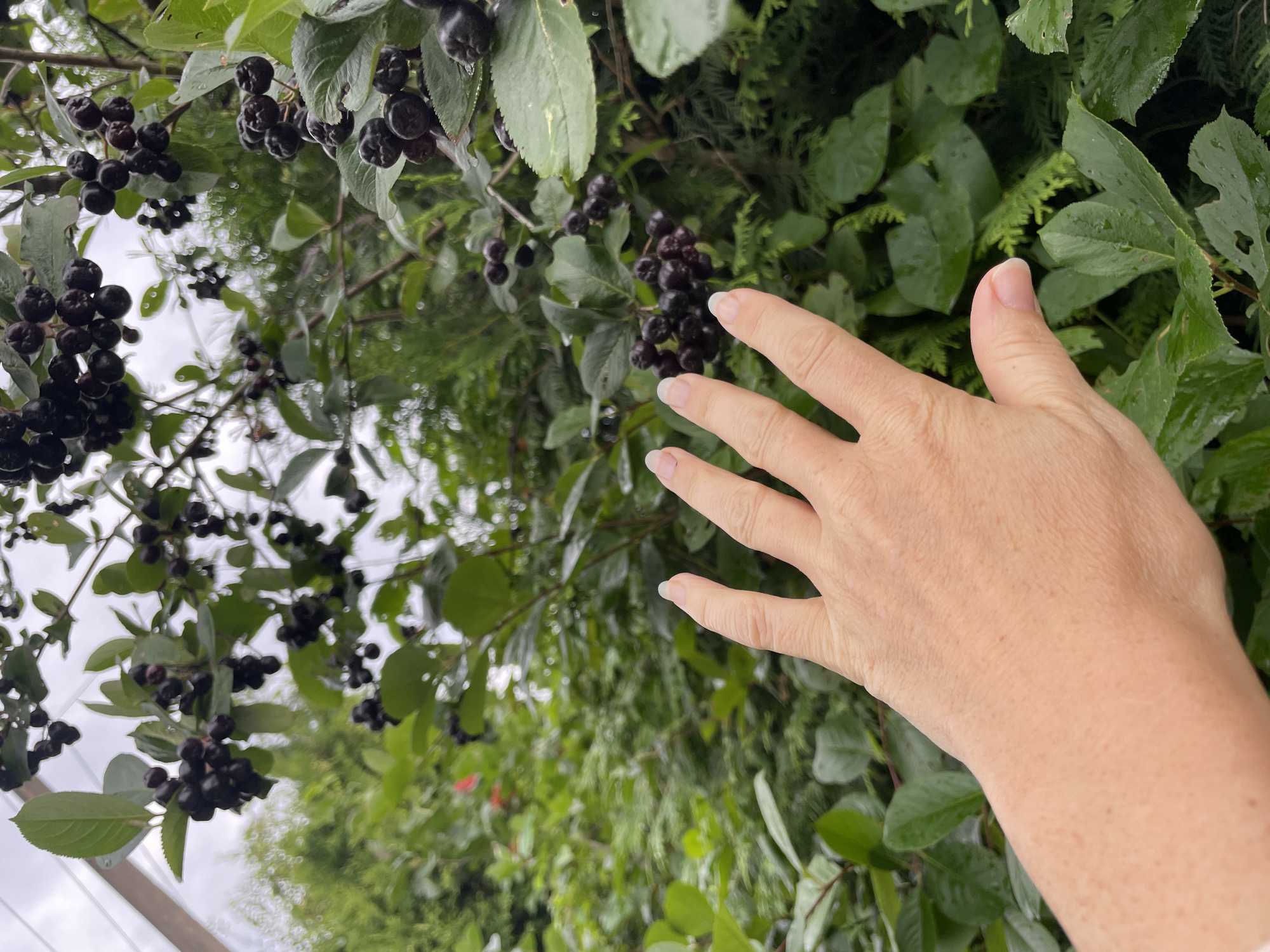 A person's left hand is positioned in the foreground, with the fingers extended towards a cluster of dark berries on a bush. The berries appear to be aronia berries, commonly known as chokeberries. The bush has lush green leaves, some of which are wet, suggesting recent rain. The background is filled with more greenery, including what appears to be other bushes and possibly trees, creating a natural outdoor setting. The sky is visible in the upper portion of the image, appearing overcast and light. The location is identified as Строймаш Снт, Russia.