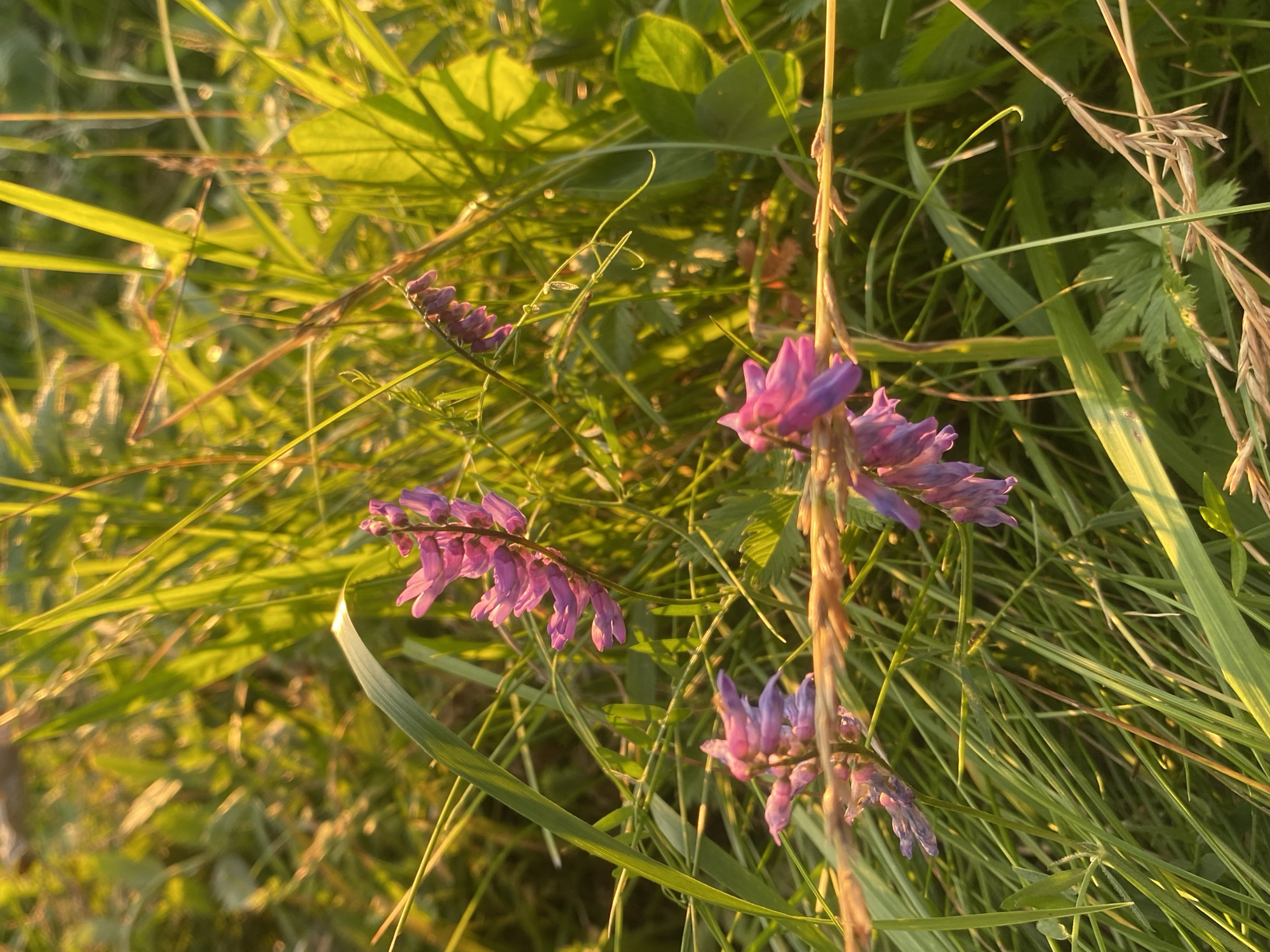 The image depicts a close-up, sun-drenched view of purple wildflowers and green grass, likely in the rural outskirts of Tolbazy, Russia. The lighting suggests it is either early morning or late afternoon, with the sun casting a warm, golden glow on the scene and creating strong highlights and shadows on the vegetation. Several clusters of small, vibrant purple flowers are visible, some in focus and others slightly blurred by the shallow depth of field. The grass blades are long and varied in their orientation, with some catching the light and appearing almost translucent. There are no people or animals present in the frame. The overall impression is one of natural beauty and tranquility in a rural setting.
