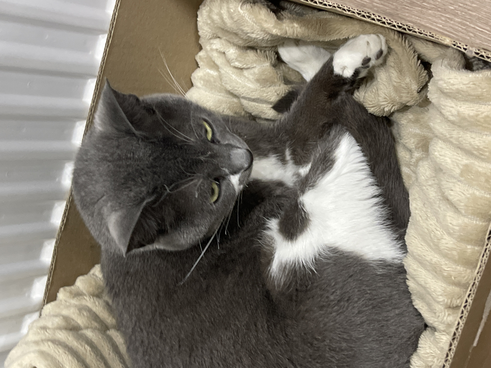 A gray and white cat is curled up in a cardboard box lined with a beige, plush blanket. The cat is lying on its back with its legs tucked in, and one paw is visible. The cat has green eyes and white whiskers. The background is a white corrugated wall. The location is not discernible from the image.