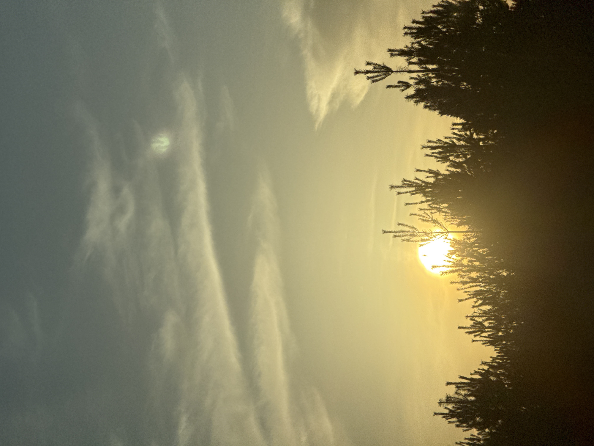The image captures a sunset through the silhouette of pine trees. The sun is a bright orb partially obscured by the branches. The sky transitions from a light golden hue near the horizon to a soft blue with wispy clouds. The location is in Прикамский, Russia. There are no people in the image.