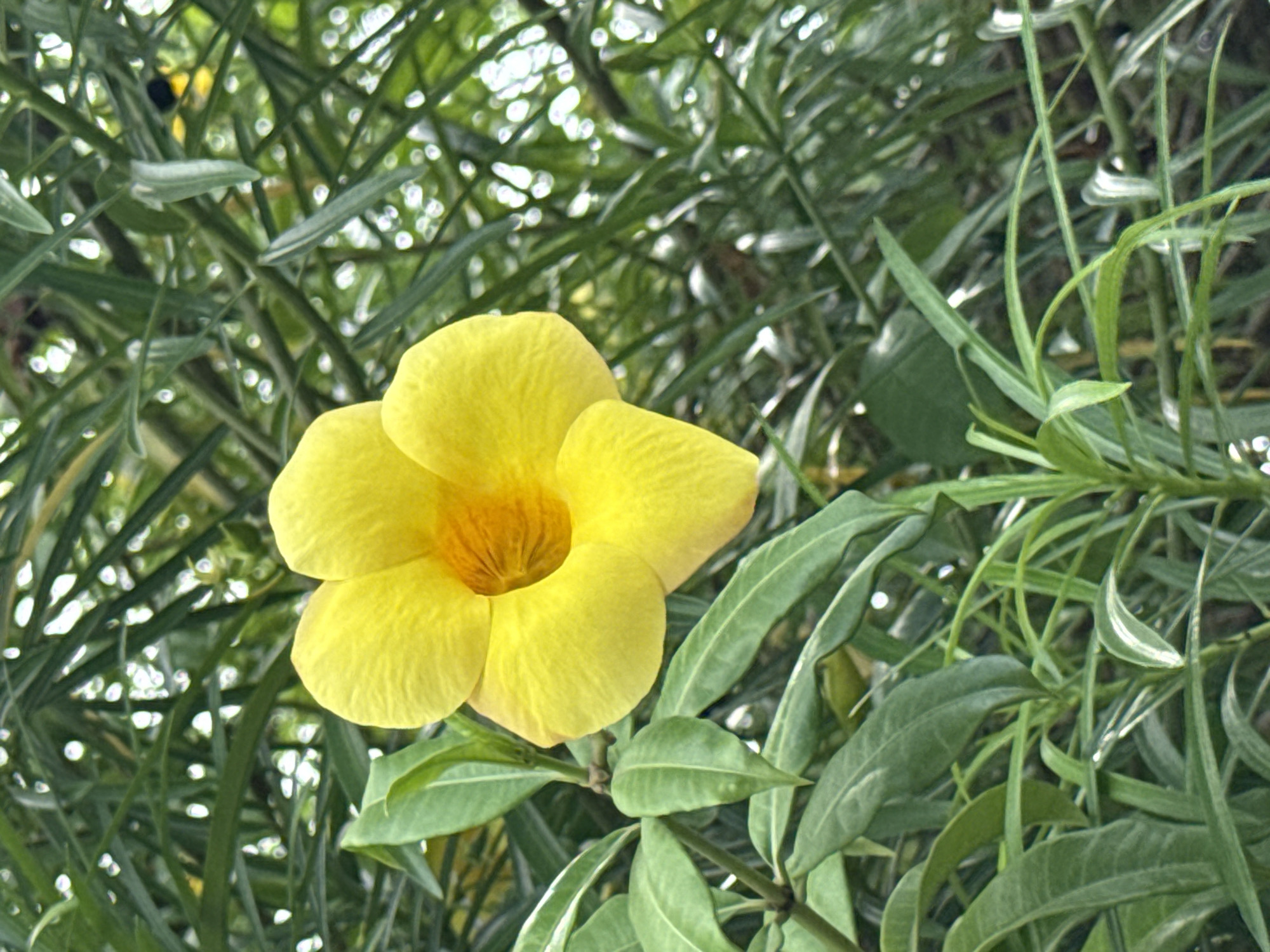 A close-up, eye-level shot focuses on a vibrant yellow flower with a hint of orange in its center, set against a backdrop of lush green foliage. The flower's petals are broad and slightly wavy, creating a gentle, open bloom. The surrounding leaves are long and slender, with a textured, matte surface. The background is a soft blur of green and dappled light, suggesting a natural outdoor environment, possibly a garden or park within Lhokseumawe, Indonesia. No people are present in the image.
