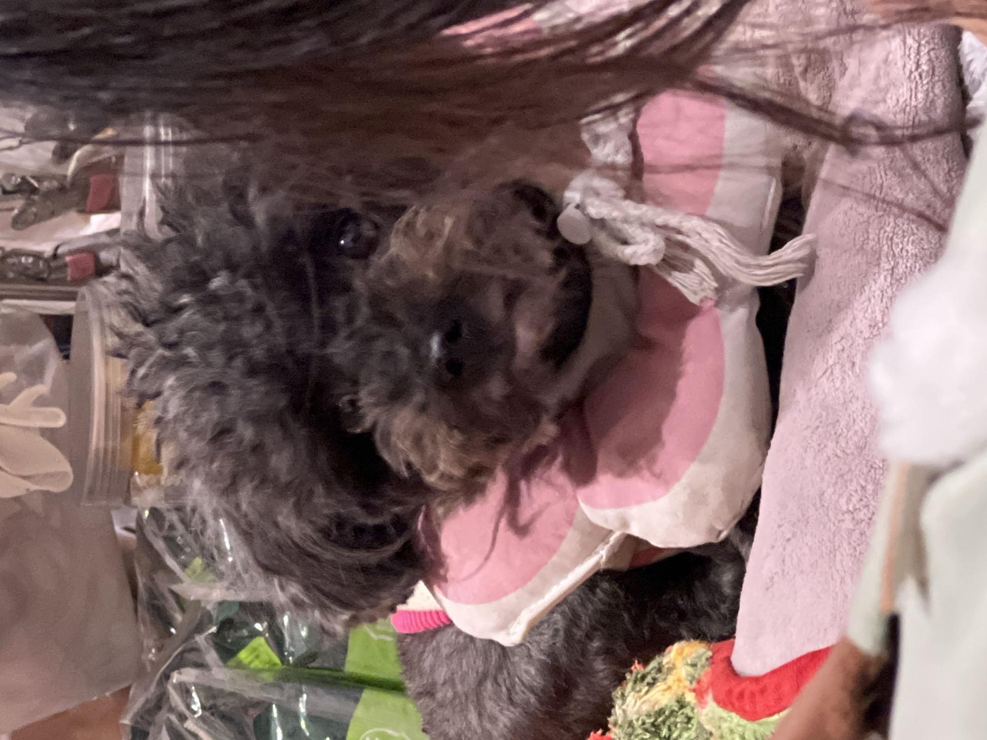A black, curly-haired dog is centered in the frame, looking directly at the camera. The dog is holding a pink and white toy in its mouth. The dog has a pink collar. Some of the dog's fur is in front of what appears to be plastic wrapped items and greenery. The image is partially obscured by dark hair in the foreground. Behind the dog on the right is a light pink, fuzzy surface. The location is indiscernible.