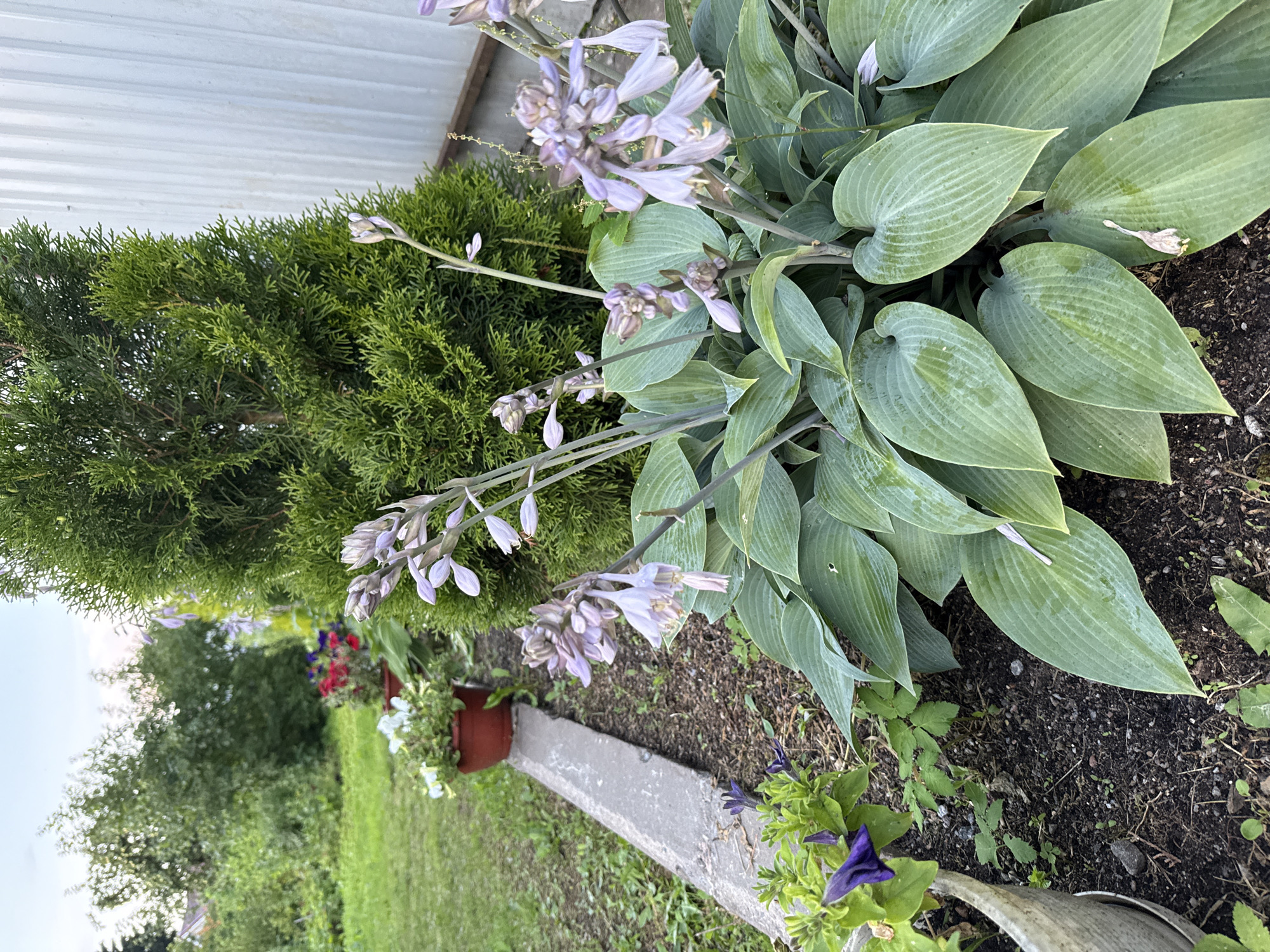 The image depicts a garden scene in Irinovka, Russia, with a focus on a large hosta plant with pale purple flowers in the foreground. Behind the hosta, a tall, conical evergreen tree stands next to a corrugated metal wall. To the left of the hosta, a concrete curb lines a bed of soil with various small plants and a pot containing purple flowers. Further in the background, there are more potted plants with red and white flowers, and a lush green lawn with trees and vegetation. The sky is overcast. No people are present.