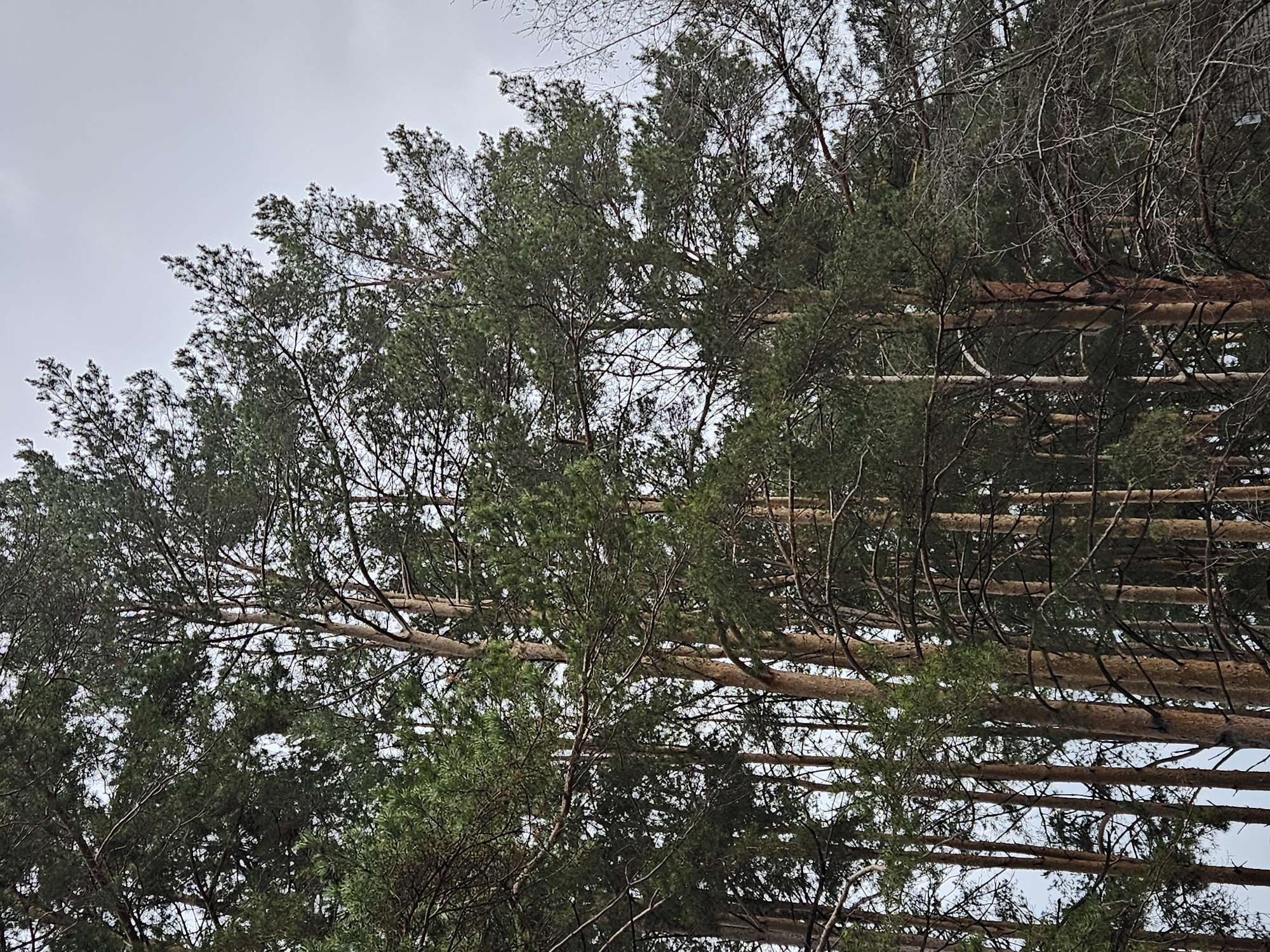 The image shows a view looking up through a dense canopy of pine trees. The trunks of the trees are parallel and horizontal in the frame. Patches of light sky are visible between the branches. The location is Chaikovsky, Russia.