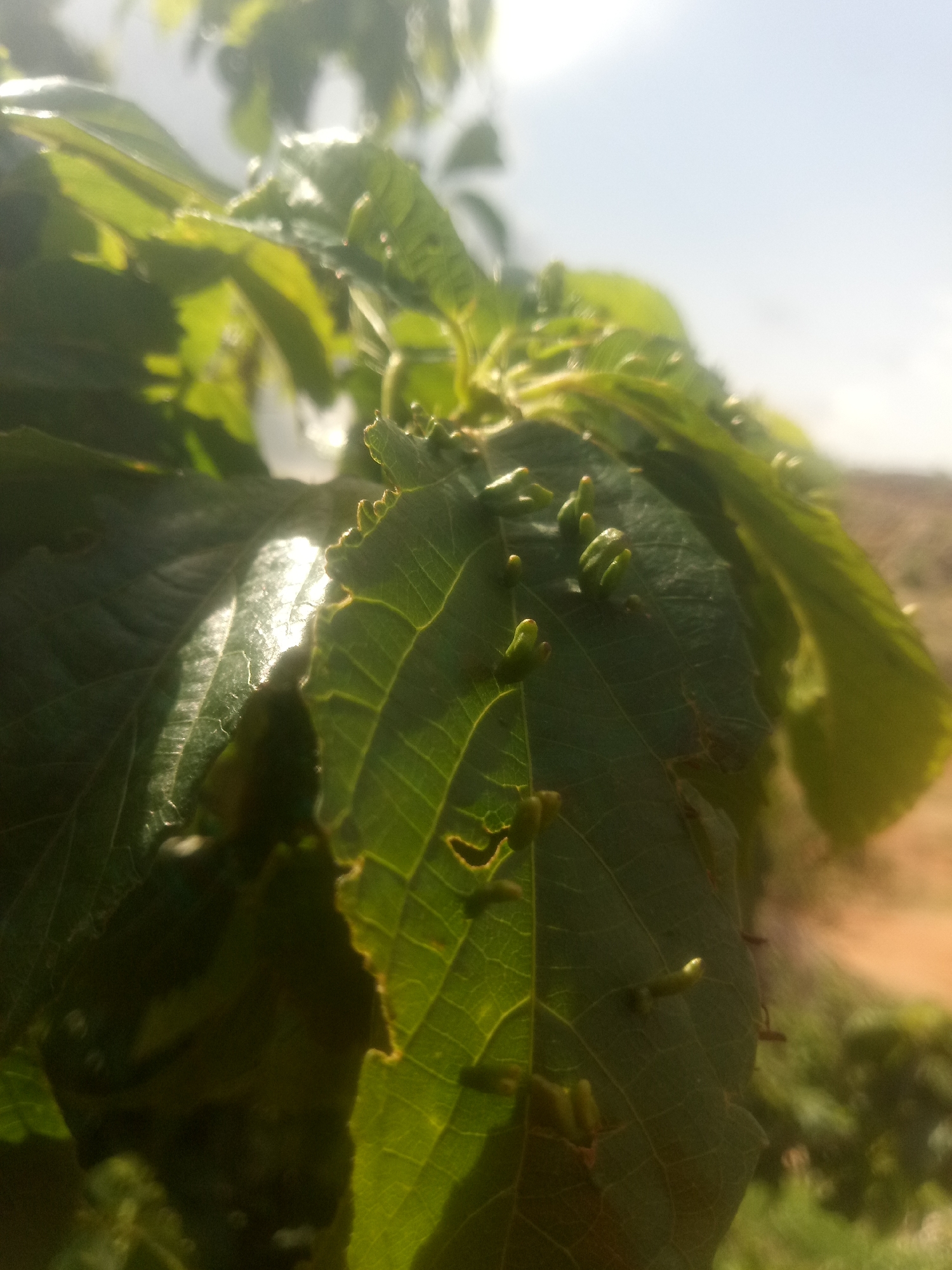 The image shows a close-up of green leaves with small, abnormal growths on their surface. These growths appear to be bumpy and somewhat pointed, varying in size and color from light green to a yellowish-green. Some of the leaves are damaged, with torn edges. The lighting suggests it is daytime, with sunlight creating highlights on the leaves and a bright, possibly overcast sky in the background. The setting appears to be outdoors, with hints of brown, dry earth and green foliage visible in the blurred background, suggesting a natural environment. There are no people or text visible in the image. The focus is on the details of the plant and the unusual growths on its leaves, which could indicate a plant disease or insect infestation.