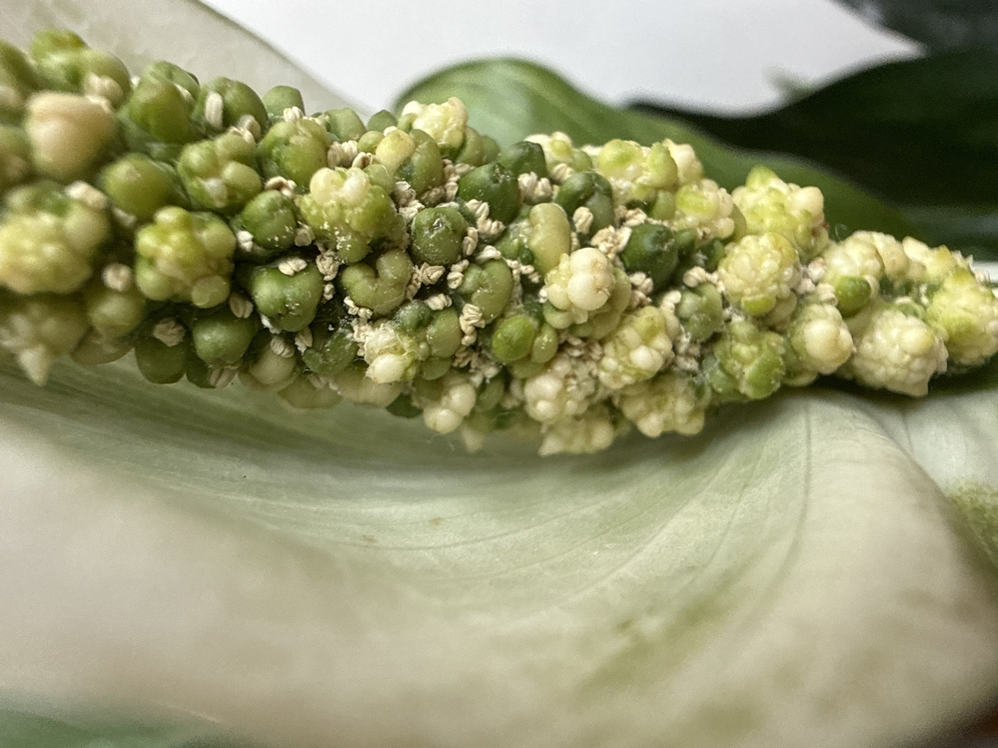 A close-up, vertical, macro photograph captures the inflorescence of a Peace Lily plant, also known as Spathiphyllum. The spadix, a cylindrical spike, is densely packed with numerous small, round, greenish-white and light green florets. Many of these florets have a cluster-like appearance. A fine, light-colored, dusty substance, possibly pollen or a growth, is visible adhering to and scattered amongst the florets. To the left of the inflorescence is a portion of the plant's spathe, a large, white, leaf-like structure with subtle, light green veining. The background is out of focus, showing a blend of light and dark green, suggesting other foliage. The image was taken in Kadıköy, Turkey.