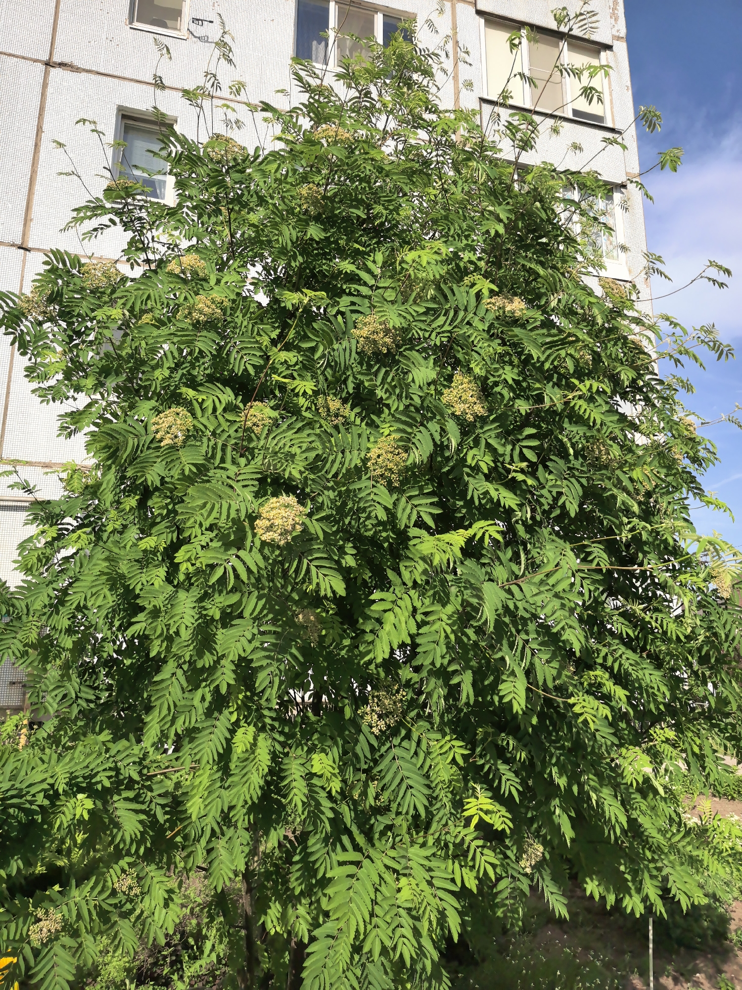 The image shows a rowan tree in front of a multi-story building in what appears to be Chaikovsky, Russia. The building has a white, tiled facade with multiple windows. The tree is full of green leaves and clusters of white flowers. The sky is visible in the upper right corner, with patches of blue. The ground is covered in grass and some other vegetation.