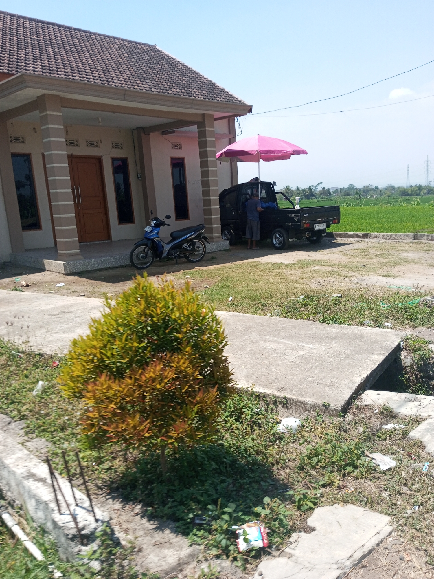 This image depicts a residential scene in Purwosari Klampok, Indonesia, under a clear blue sky. A light-colored house with a brown tiled roof and decorative columns is situated on the left side of the frame. In front of the house, a blue motorcycle is parked. To the right of the house, a black pickup truck is parked, with a person standing in the back and a large pink umbrella open and attached to it. The area around the house is unpaved, with patches of dry grass and some concrete pathways. A small, dense bush with reddish-brown leaves is in the foreground, partially obscuring a concrete structure. In the background, a lush green rice field stretches to the horizon, with power lines and a distant tower visible against the sky. The scene appears to be one of everyday life in a rural or semi-rural Indonesian setting.