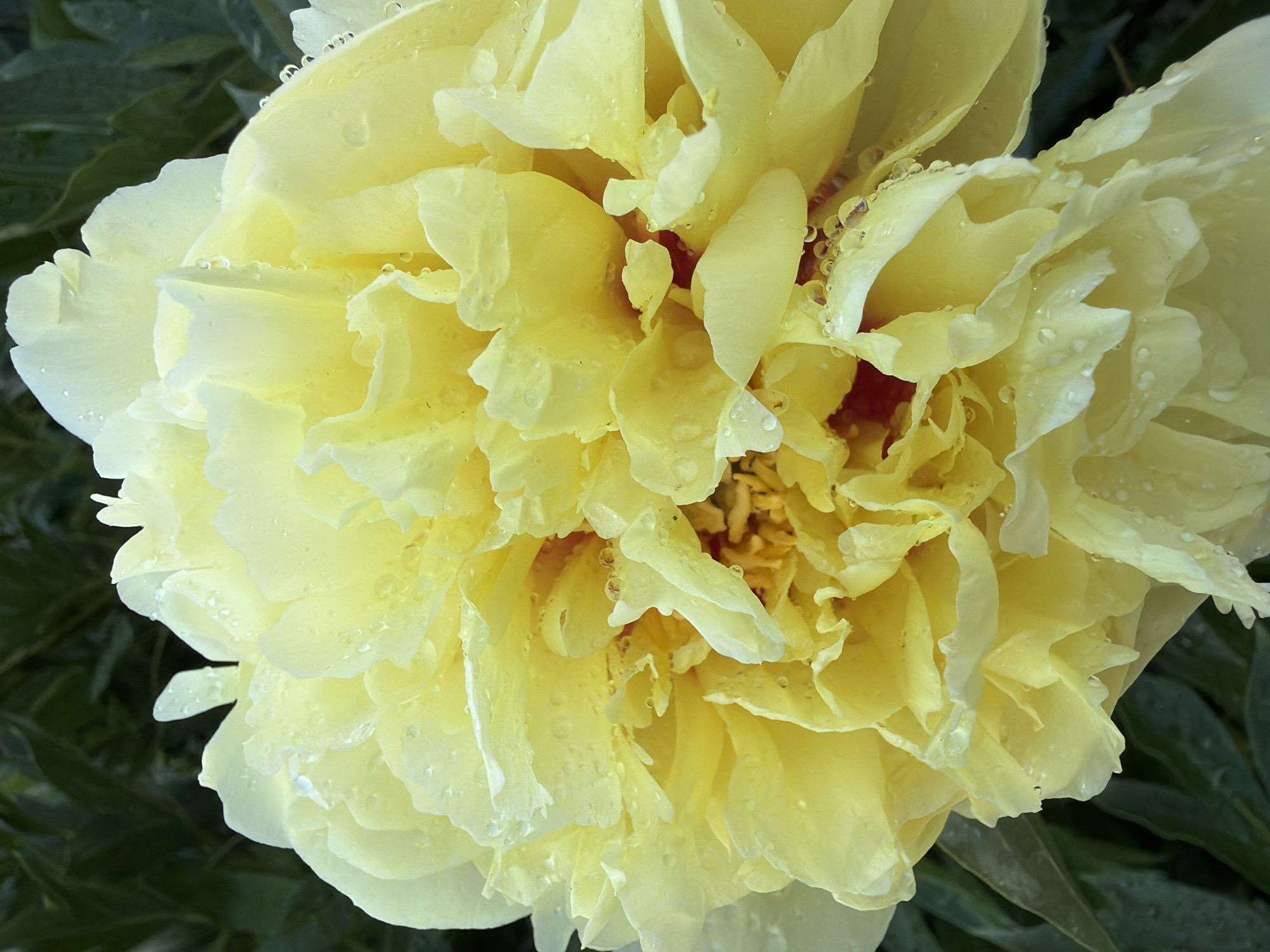 This is a close-up, high-angle, full-frame photograph of a light yellow peony flower in bloom. The flower is the sole subject, dominating the frame. Its petals are layered and ruffled, with many delicate water droplets clinging to their surfaces, suggesting recent rain or dew. The texture of the petals is soft and slightly translucent, allowing for subtle variations in light and shadow. In the center of the flower, the stamens and pistils are visible, forming a slightly darker, more intricate core. The background consists of dark green foliage, out of focus, providing a soft contrast to the bright yellow of the peony. The lighting appears to be natural and soft, possibly indicating an overcast day or early morning light. The overall mood is serene and naturalistic, focusing on the intricate beauty and delicate details of the flower. There is no visible text in the image. The location is Sukhodol, Russia.