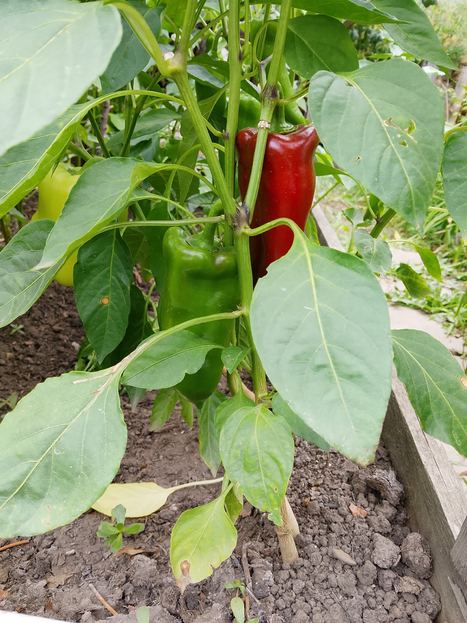 A close-up, eye-level shot captures a pepper plant with two bell peppers, one green and one red, on its stem. The peppers are positioned vertically, with the red pepper above and slightly to the right of the green one. The plant is surrounded by its large, green leaves, some of which show signs of damage, including small holes and brown spots. The soil at the base of the plant is dark and appears somewhat dry, with scattered small green sprouts and some fallen leaves. A wooden border is visible on the right side of the frame. The background is blurred, suggesting an outdoor setting. The lighting is natural and even.
