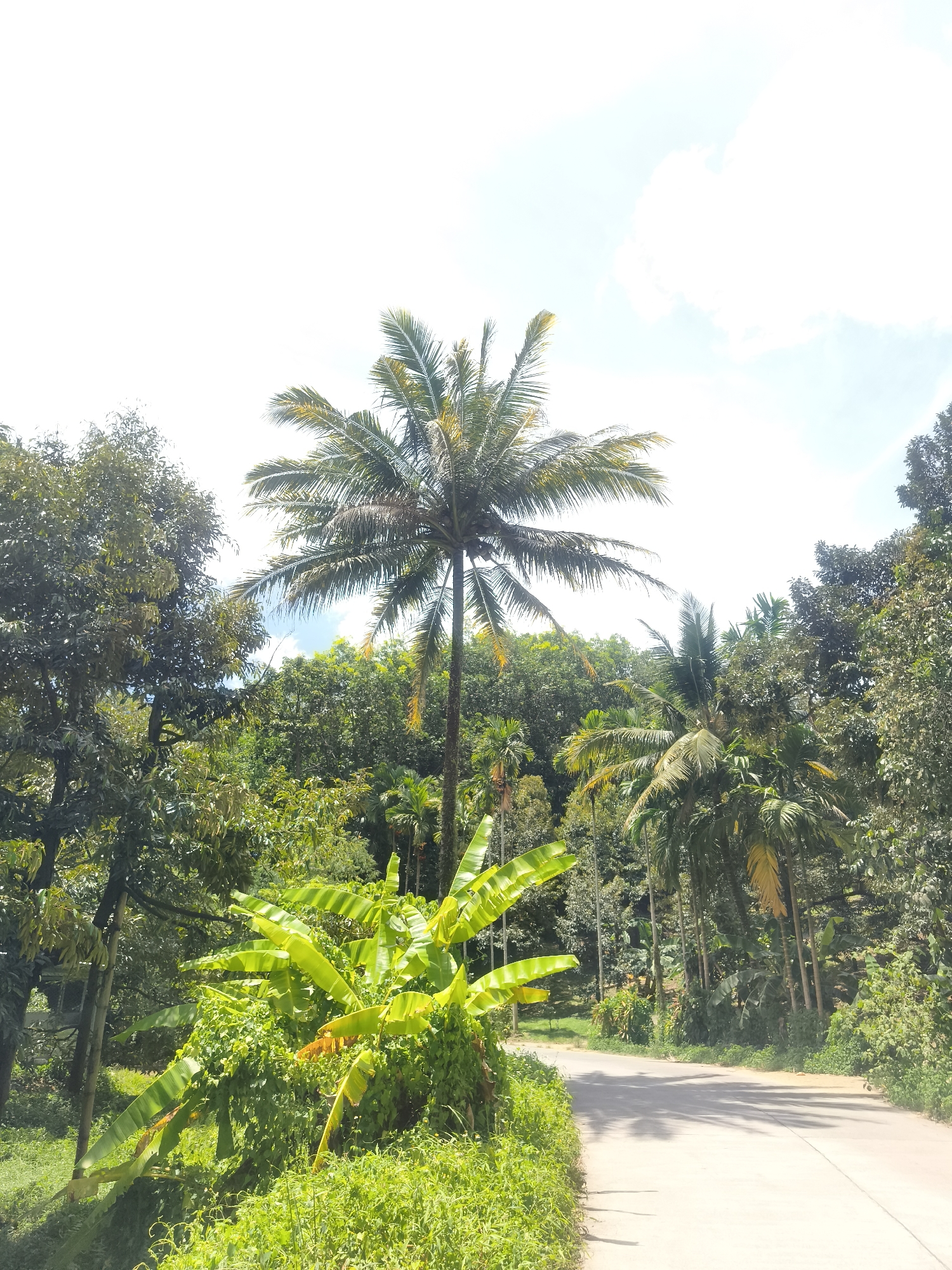 A ground-level, daytime shot shows a road in Baan Lamai, Thailand, lined with various tropical trees, including coconut and banana trees. The paved road runs horizontally through the image, and a large banana tree is prominently positioned on the left side of the road, with its bright green leaves hanging over a grassy roadside. Several tall coconut trees rise above the other trees, extending into the sky. The sky is partially visible, with some light clouds present. The scene suggests a natural environment, typical of a rural area in Thailand. No people or animals are visible.