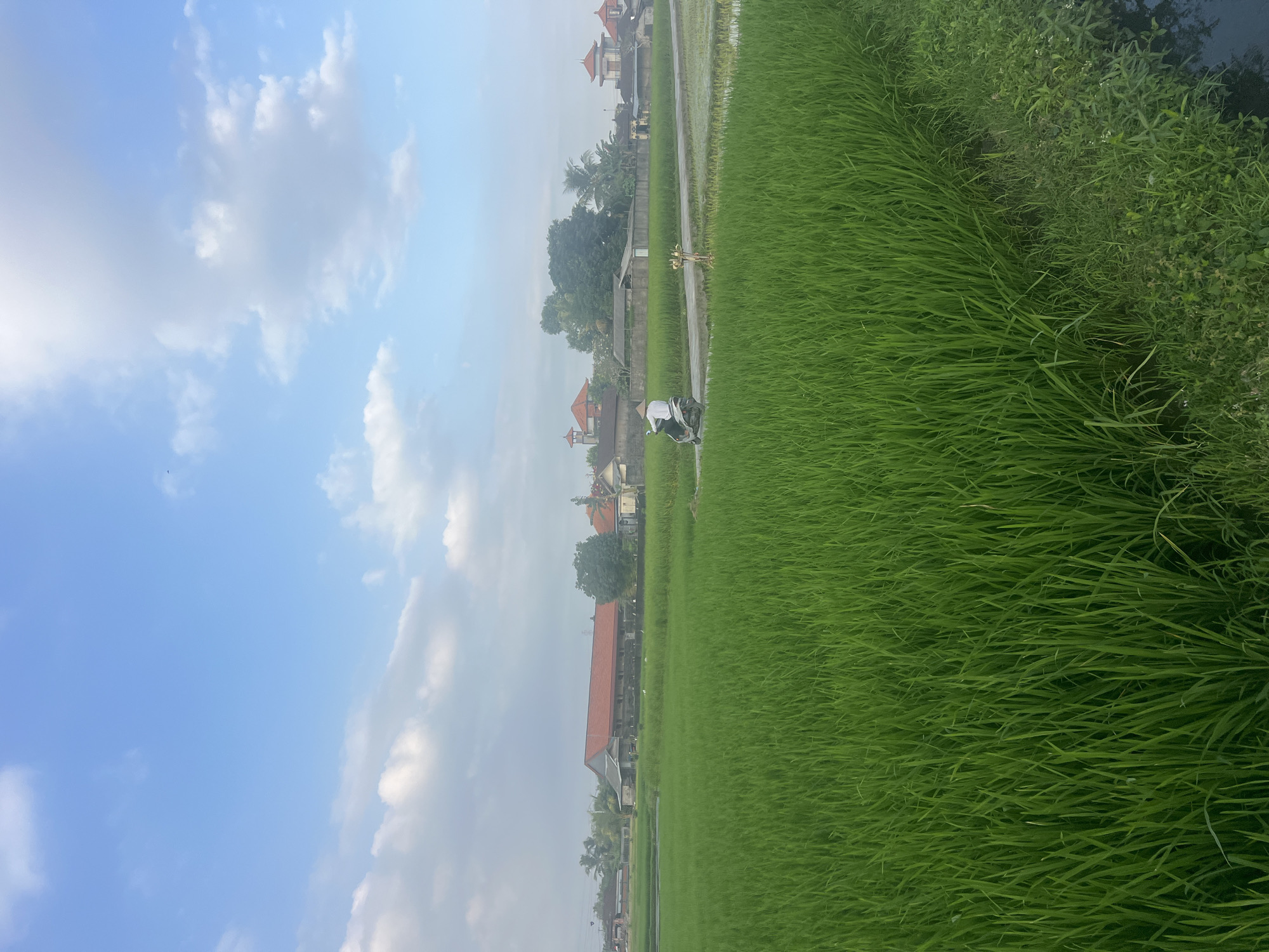 This image depicts a rural scene in the city of Kediri, Indonesia, characterized by lush green rice paddies under a bright blue sky with scattered white clouds. A person is riding a white scooter on a paved road that runs alongside the rice fields. In the background, traditional Indonesian buildings with red-tiled roofs are visible, interspersed with trees and a stone wall. The foreground is dominated by the verdant texture of the rice stalks, suggesting a farming landscape.