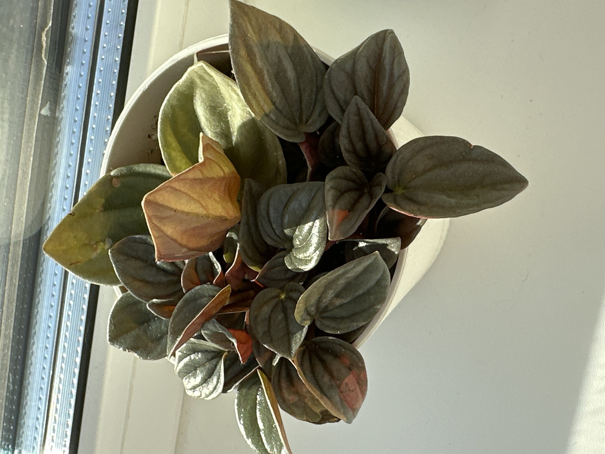 An overhead shot captures a healthy, lush Peperomia plant potted in a white planter. The plant is positioned on a white windowsill, illuminated by natural light streaming in from a window. The window frame, a dark color with horizontal slats, is visible at the top of the image. The plant's heart-shaped leaves display a variety of colors, ranging from deep green to reddish-brown and vibrant orange, indicating healthy growth. Some leaves have a subtle sheen, reflecting the light. The overall impression is one of a well-maintained indoor plant thriving in a bright environment. The location of Znamya Oktyabrya, Russia, is not discernible from the image itself; this detail would require external context.