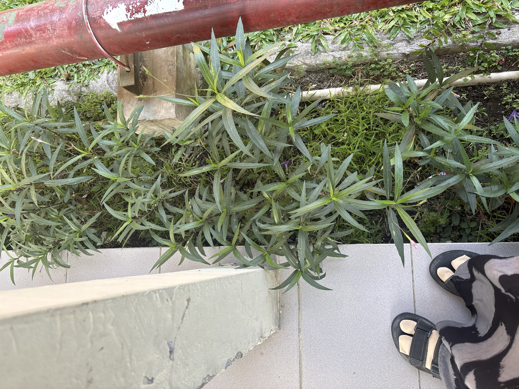 The image depicts a ground-level view of an outdoor area with several elements. In the foreground, a pair of feet wearing black sandals and patterned pants is visible, positioned on a tiled surface. To the right of the feet, a narrow strip of green vegetation is present, featuring several plants with long, slender leaves. Beyond the plants, a portion of a thick, red, cylindrical object, possibly a pipe or pole, is seen on the right edge of the frame. To the left of the vegetation is a light-colored vertical structure, likely a wall or pillar, with a textured surface. The overall impression is an urban outdoor setting, possibly a garden bed adjacent to a building or walkway. The specific location in Cirebon, Indonesia, cannot be determined from the visual information provided.