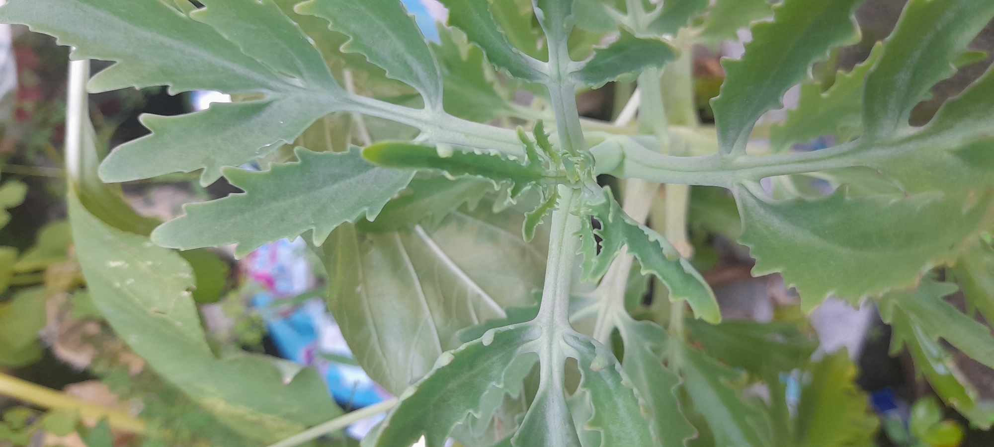 The image shows a close-up of a plant with serrated, light green leaves. The leaves are arranged in opposing pairs along the stem, with some leaves exhibiting holes. The plant appears to be outdoors, as indicated by the presence of other vegetation and blurred colors in the background. The location of the image is Buketteukuh, Indonesia. No people, interactions, or further objects are visible in this particular crop.