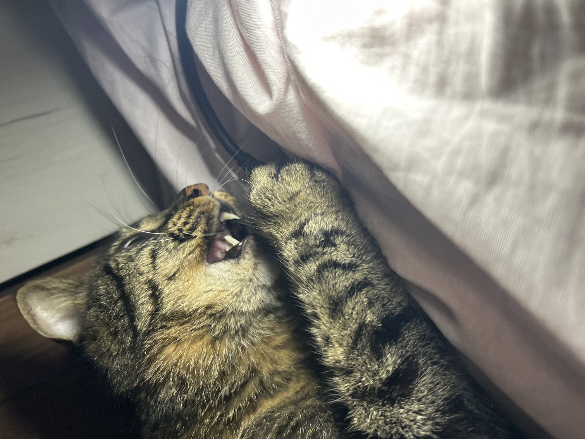 A close-up, low-angle shot shows a tabby cat with its mouth open, revealing sharp teeth and pink gums. The cat's fur is a mix of brown, black, and gold stripes. Its right paw is visible, with fur extending down to the paw. The cat is lying on a pink, textured fabric, possibly a blanket or sheet. In the background, a dark vertical object, possibly a piece of furniture or a wall, is visible on the left. A gray, textured surface or wall is also visible in the upper right corner, with shadows cast across it. The lighting suggests an indoor environment with artificial light. There is no discernible indication of the cat's location within the city of Khyrdalan, Azerbaijan.