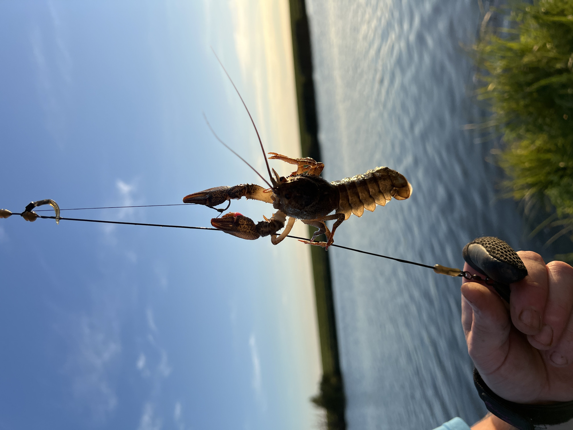 The image depicts a crawfish suspended by a fishing line against a backdrop of a tranquil body of water and a clear blue sky with scattered clouds. The crawfish, a small crustacean with prominent claws and antennae, is hanging upside down, its segmented body illuminated by the golden light of what appears to be sunset. A fishing line extends from the top of the image, where it attaches to a hook embedded in the crawfish, down to a person's hand holding a fishing reel at the bottom. The hand, with a wristband, is gloved or covered by a dark material, suggesting active participation in fishing. The water is calm, reflecting the sky, and the shoreline is lined with green grass and vegetation. The horizon line is low, emphasizing the expanse of the sky and water. The overall scene evokes a sense of peaceful outdoor recreation, likely near a lake or river. The image is not sufficient to determine the specific location within the city of Laskivtsi, Ukraine.