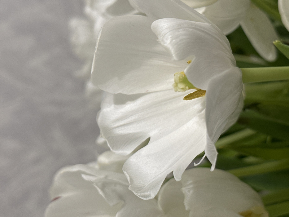 The image displays a close-up view of multiple white tulips. The central focus is an open, white tulip exhibiting ruffled petals, revealing a pale yellow-green pistil and several prominent yellow stamens. Other white tulips are present in the blurred foreground and background. Green stems are visible beneath the blooms. The background is an out-of-focus, uniform light grey surface, consistent with an indoor environment. No individuals, actions, or specific interactions are depicted. The image does not contain any visual elements or identifiable features to confirm its location in the city of Nekrasovskiy, Russia.