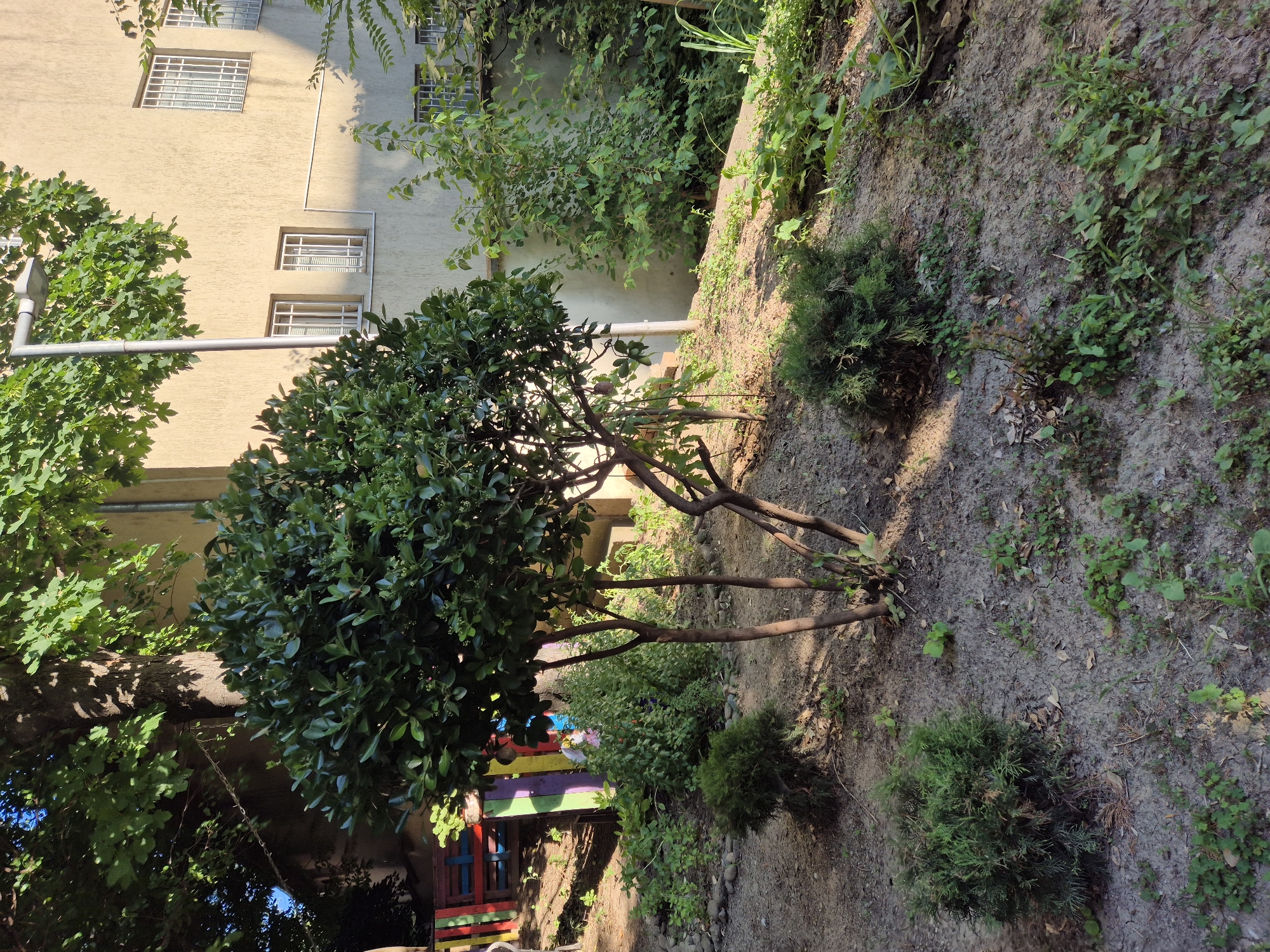 The image depicts a sunlit outdoor scene, likely a garden or yard, adjacent to a building. In the foreground, a small, multi-trunked tree with dense green foliage stands on dry, sandy soil. Several small, round evergreen bushes are positioned around the tree. The ground is scattered with dried leaves and small stones. In the mid-ground, a vibrant, multi-colored wooden structure, possibly a bench or fence, is visible on the left, with some greenery growing behind it. The background features a light-colored building with several windows, some of which are covered with metal grates. A street lamp with a metal pole extends from the building's side, with its light partially obscured by tree branches. The building and surrounding vegetation are bathed in sunlight, casting shadows across the scene. The overall impression is one of a somewhat unkempt but natural outdoor space.