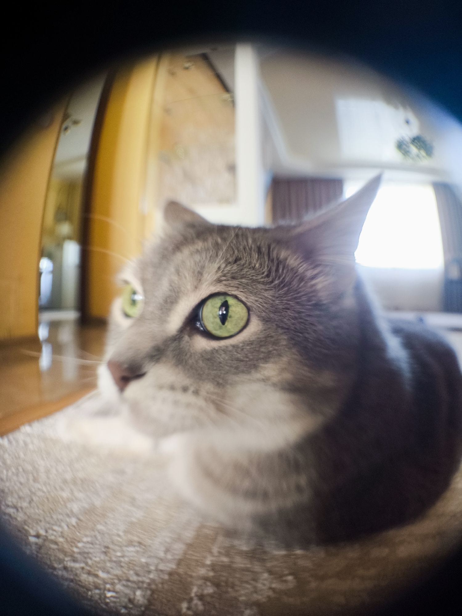 The image is a close-up, fisheye lens shot of a gray tabby cat with striking green eyes. The cat is lying down on a textured rug, and its face is the primary focus of the image, filling most of the frame. The cat's gaze is directed to the left, with its ears perked slightly. The background is blurred due to the wide-angle lens and shallow depth of field, but it appears to be an indoor setting. To the left, a wooden surface and a doorway leading to a hallway are visible. The hallway appears to be illuminated, suggesting it might be daytime. The overall impression is one of intimacy and curiosity, capturing a candid moment with the feline subject. The lighting suggests it's likely daytime indoors. There is no visible text in the image.