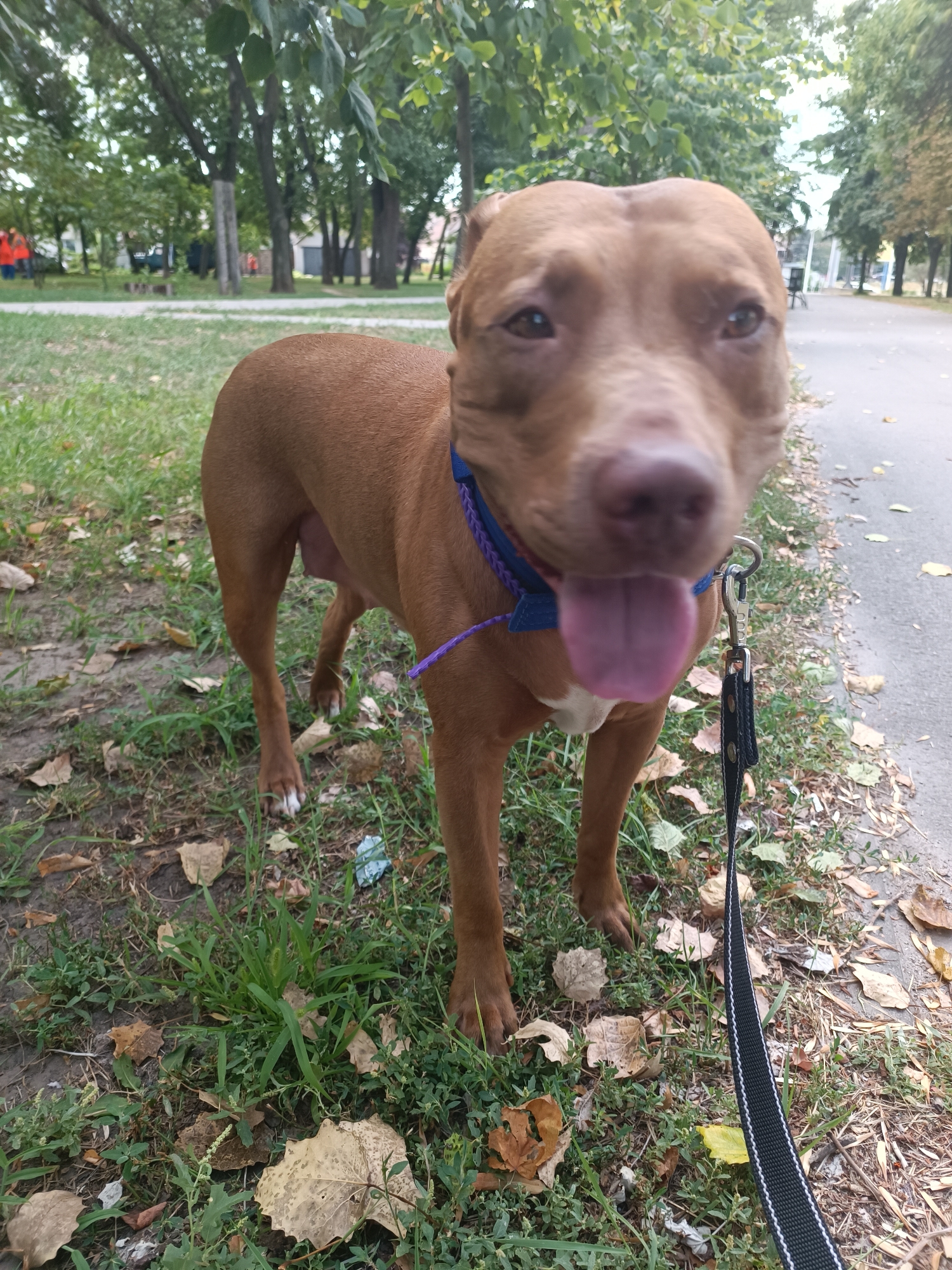 A tan pit bull dog stands on a grassy area next to a paved sidewalk. The dog is facing the camera with its tongue hanging out. It is wearing a blue and purple collar and is attached to a black leash with white stitching. Fallen leaves are scattered on the ground. In the background, trees and buildings can be seen, suggesting an urban park setting in Zaporizhzhia, Ukraine.