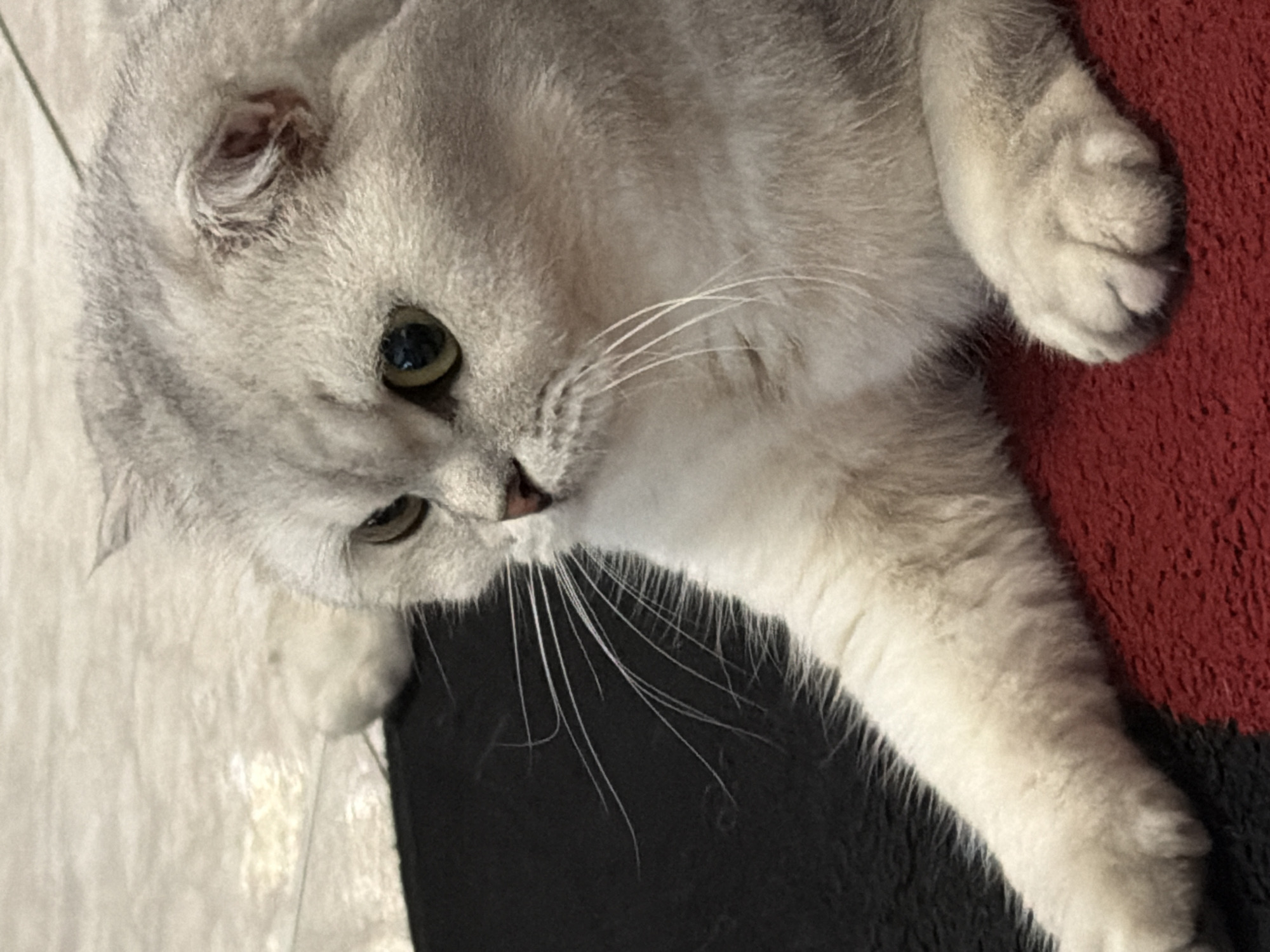 A silver-colored Scottish Fold cat is lying on a red and black textured surface, possibly a rug or carpet. The cat's fur is fluffy and appears to be a light silver with subtle tabby markings. Its eyes are a striking green and its ears are folded down, characteristic of the breed. The cat is positioned to its right, with its front left paw extended forward. The background is out of focus, but appears to be a tiled floor. The lighting suggests it is indoors. There is no indication of the city of Rome, Italy in the image.