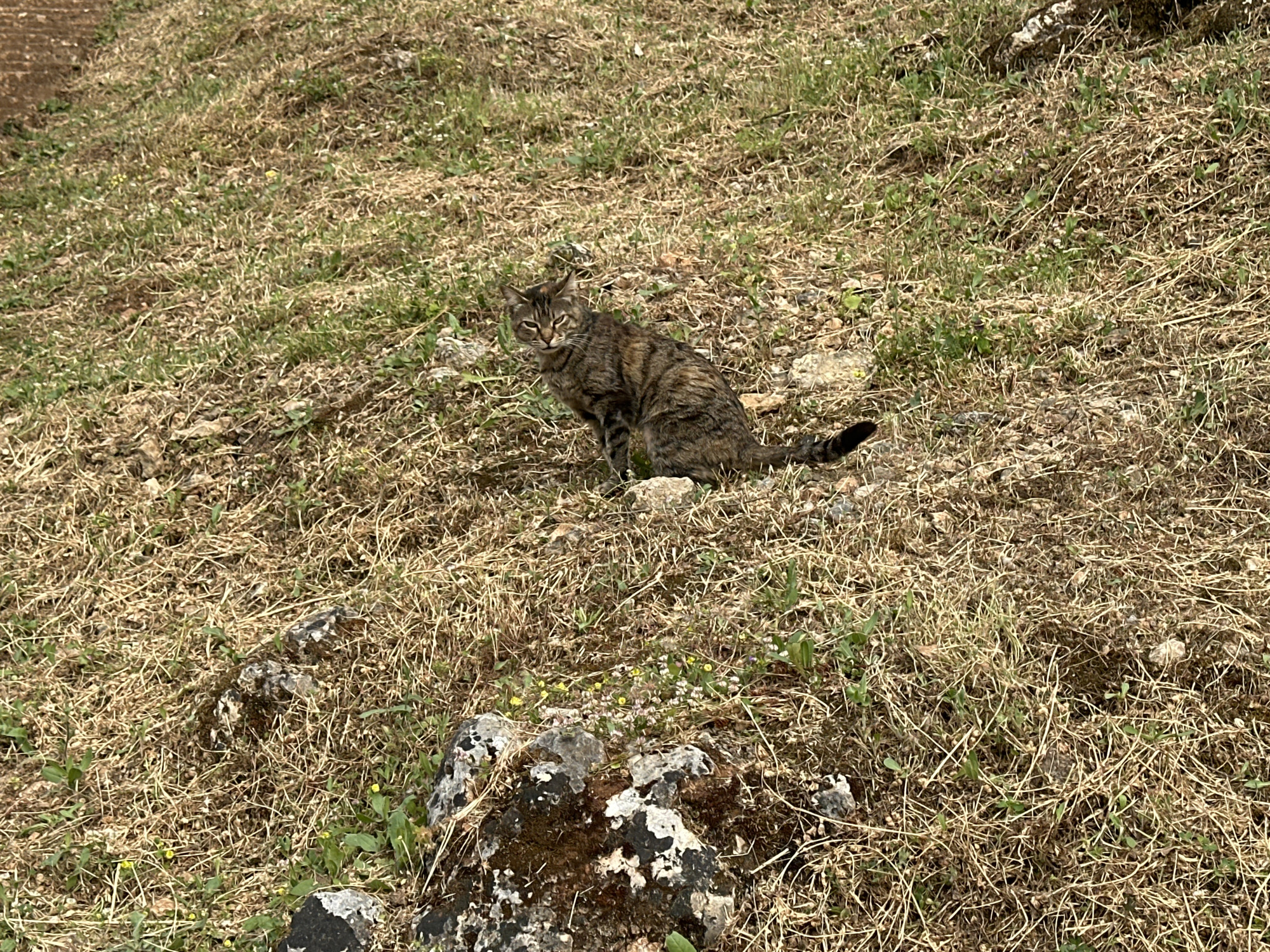 The image shows a tabby cat sitting in a grassy, slightly sloped area with patches of dry grass and some green vegetation. The background appears to be a hillside or natural area. In the foreground, there is a moss-covered rock. The location of the image is in a natural area near Fethiye, Turkey.