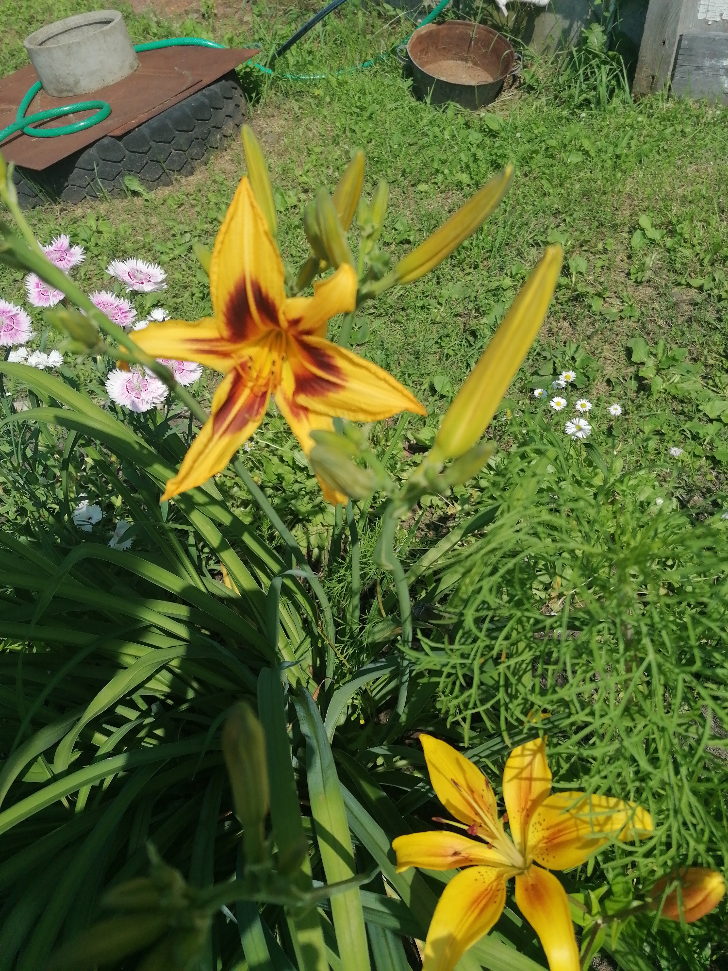The image captures a sunlit outdoor scene in what appears to be a backyard or garden area. The primary focus is on several large yellow and burgundy daylilies in bloom, with some buds also visible. The flowers are surrounded by lush green foliage and grass. In the background, several small white flowers, possibly daisies, are scattered. To the left of the frame, there's a rusty metal platform supported by a tire, with a concrete ring on top. A green garden hose snakes across the platform and into the grass. A weathered, dark brown wooden structure is partially visible in the upper right corner. The overall impression is one of a natural, possibly somewhat unkempt, outdoor space.
