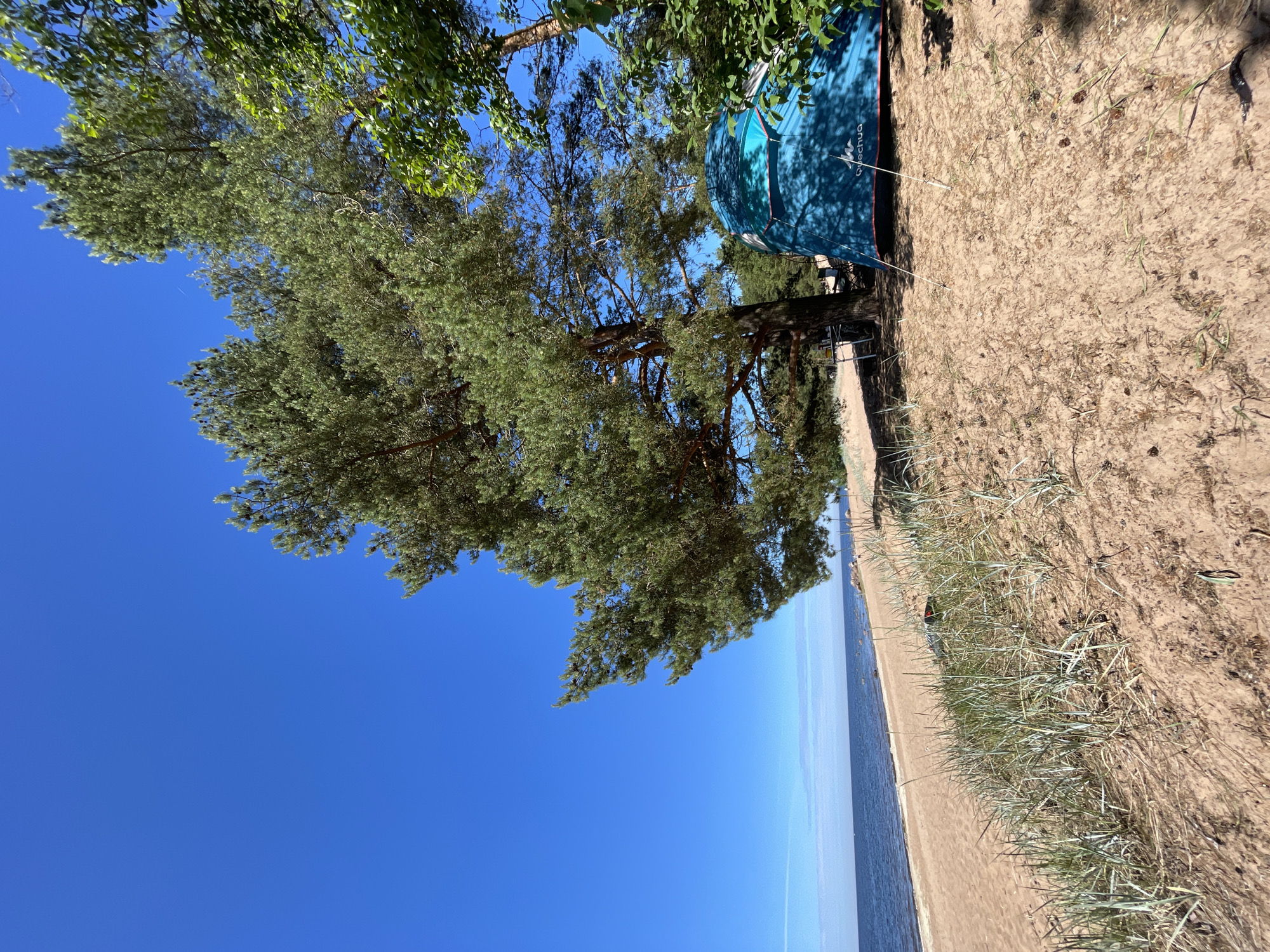 The image depicts a serene beach scene on a sunny day, likely in Zelenaya Roshcha, Russia, given the provided context. The foreground is dominated by sandy terrain with sparse, dry grasses and pine needles. A bright blue tent, branded "Quechua," is pitched under the shade of a large pine tree, its branches extending towards the viewer. Beyond the sandy area, a calm, blue sea meets a sandy beach lined with more vegetation. The sky is a clear, vibrant blue. The composition suggests a peaceful, outdoor setting, possibly a campsite or a relaxing spot by the sea.