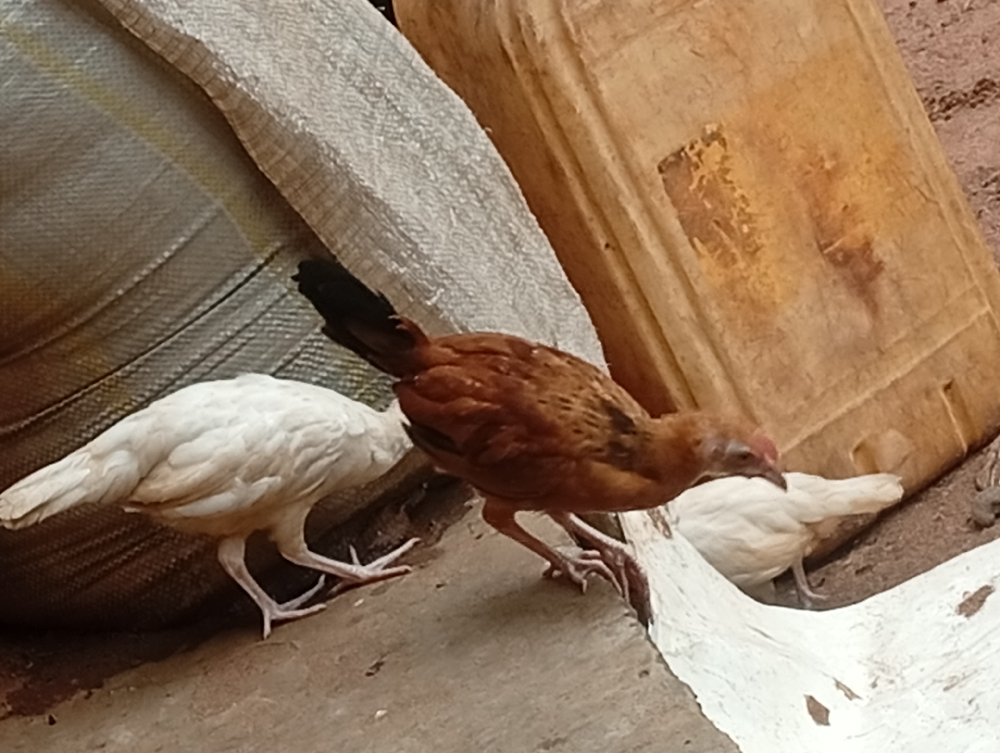 Three chickens are visible in a close-up shot. Two are white and one is brown. They are standing on a textured surface, possibly concrete, with a rough, sandy ground visible in the background. Behind the chickens, there is a large, light brown, rectangular object, potentially a container or a wooden structure. To the left, a portion of a large, textured, off-white woven material is visible, possibly a sack. The scene appears to be outdoors in a rural or semi-rural setting. The chickens are in various poses, with the brown chicken in the foreground appearing to peck at the ground or a surface. There are no people visible in the image. The lighting suggests it is daytime.