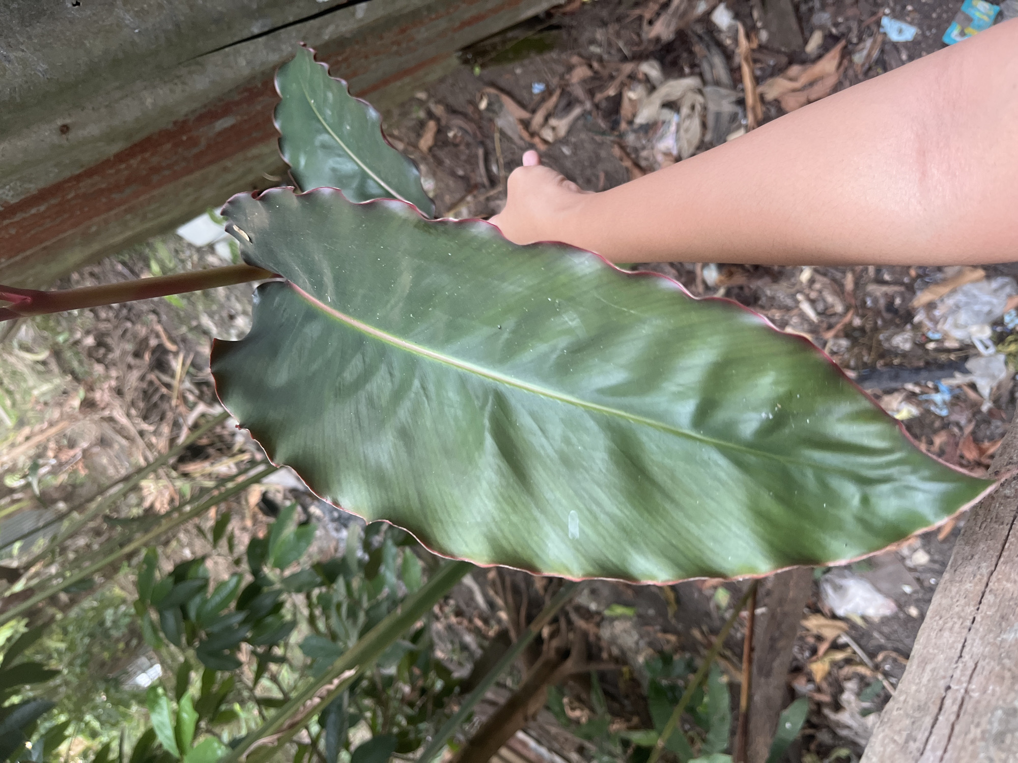 In Meliau Hulu, Indonesia, a person's arm is extended towards a large, dark green leaf with a reddish-pink wavy edge, held by the person. The leaf has a prominent lighter green central vein and appears slightly glossy. The background consists of an outdoor environment with various plants, dry leaves, debris, and a weathered, reddish-brown corrugated metal fence.