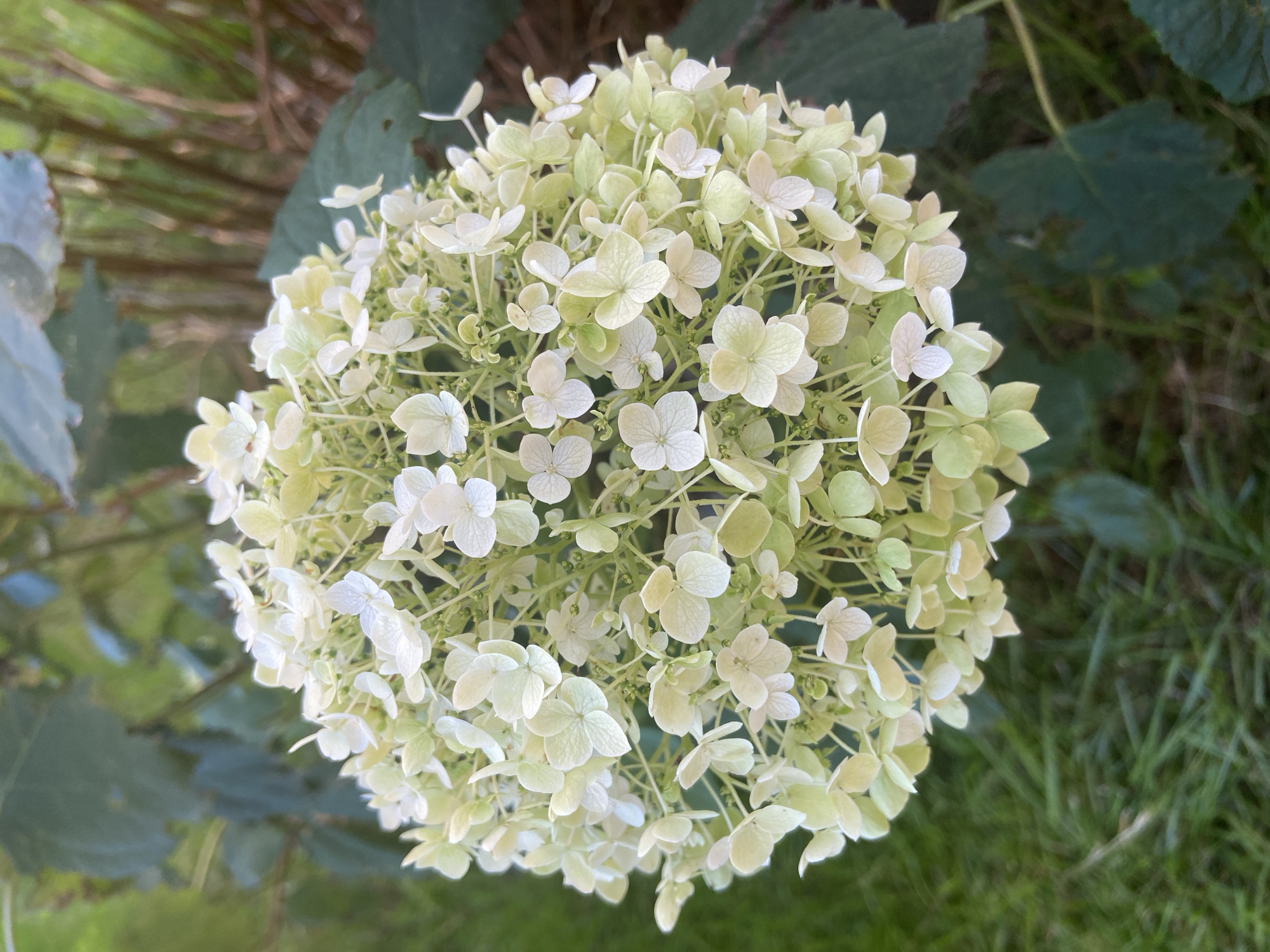 The image shows a close-up, eye-level shot of a large, spherical cluster of small, pale green and white flowers, likely hydrangeas, against a blurred background of green foliage and brown stems. The flowers are delicate with visible veins on their petals. The focus is on the flower cluster, with the surrounding environment out of focus, suggesting a garden or natural setting. There are no people or animals visible in the image. The lighting appears to be natural daylight, casting soft shadows. The scene is tranquil and natural.